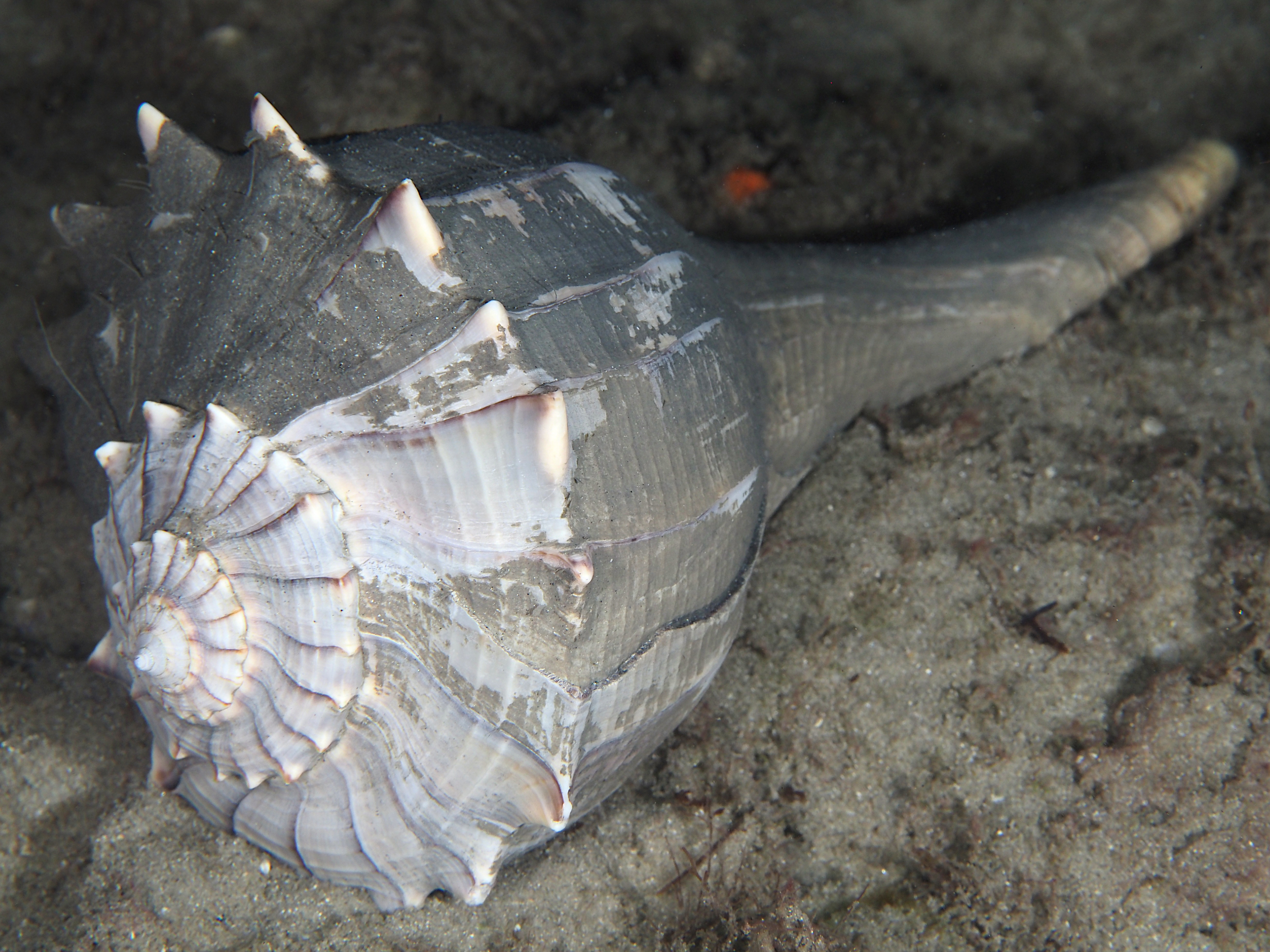 Lightning Whelk - Sinistrofulgur sinistrum