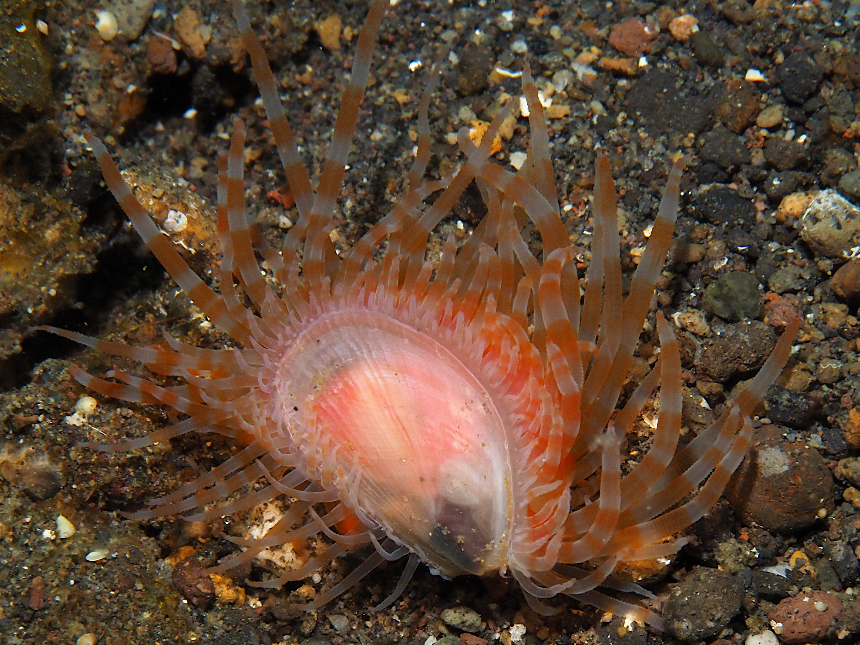 Fragile File Shell - Limaria fragilis - Bali, Indonesia