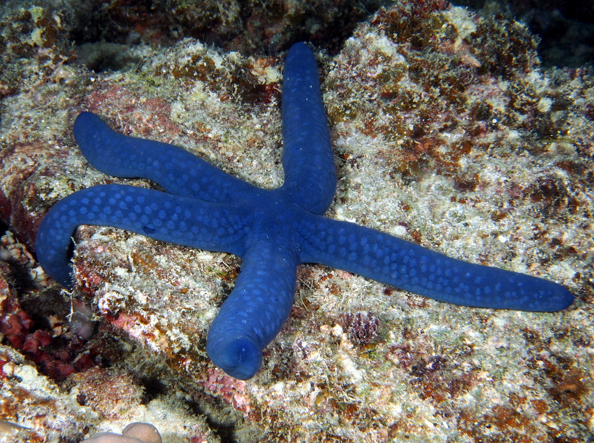 Blue Linckia - Linckia laevigata