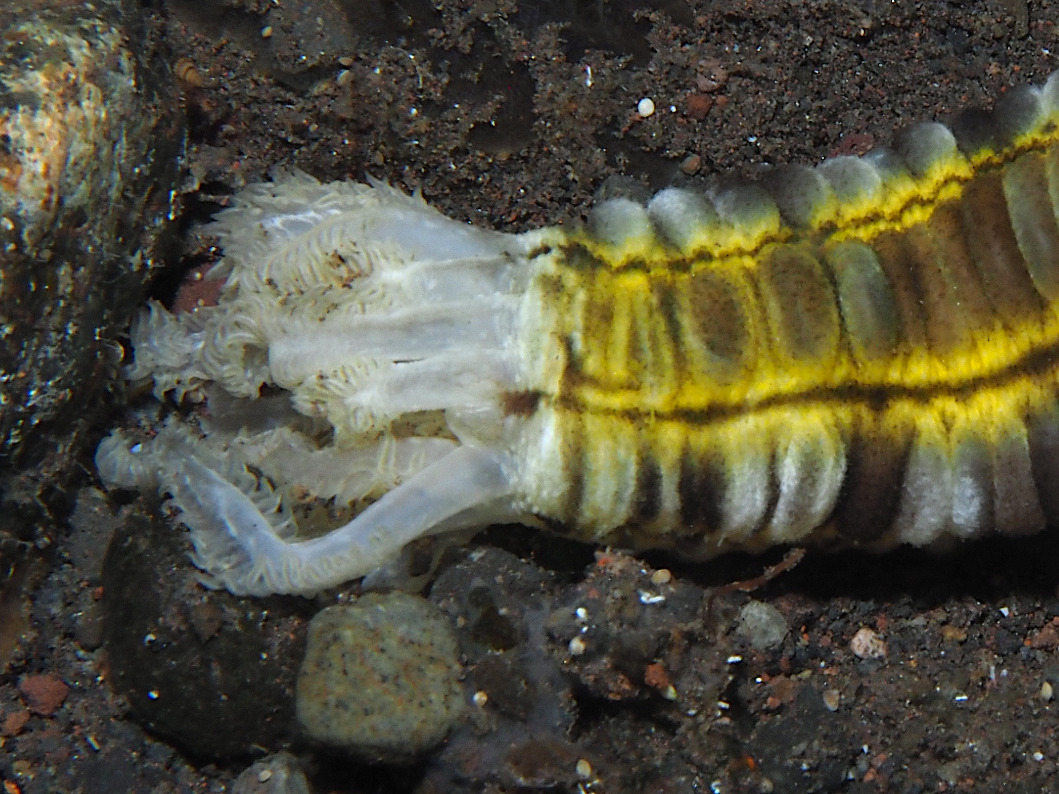 Lion's Paw Sea Cucumbers - Euapta godeffroyi