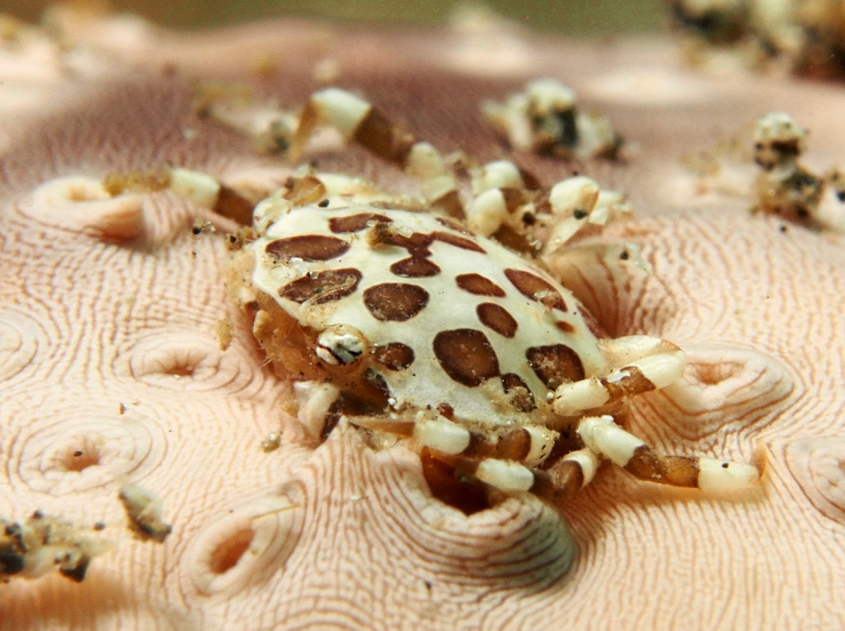 Sea Cucumber Swimming Crab - Lissocarcinus orbicularis