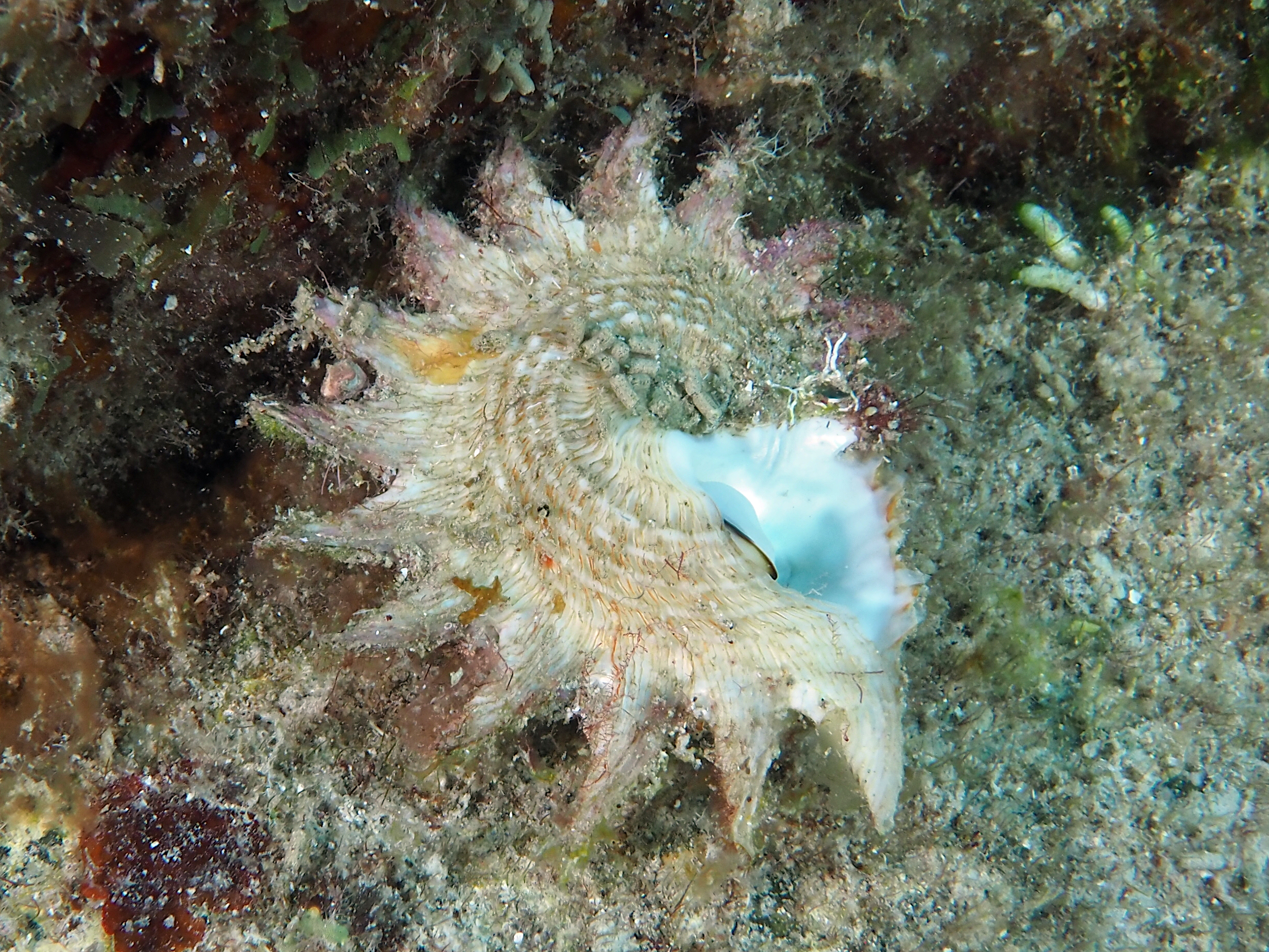 Longspine Starsnail - Lithopoma phoebium