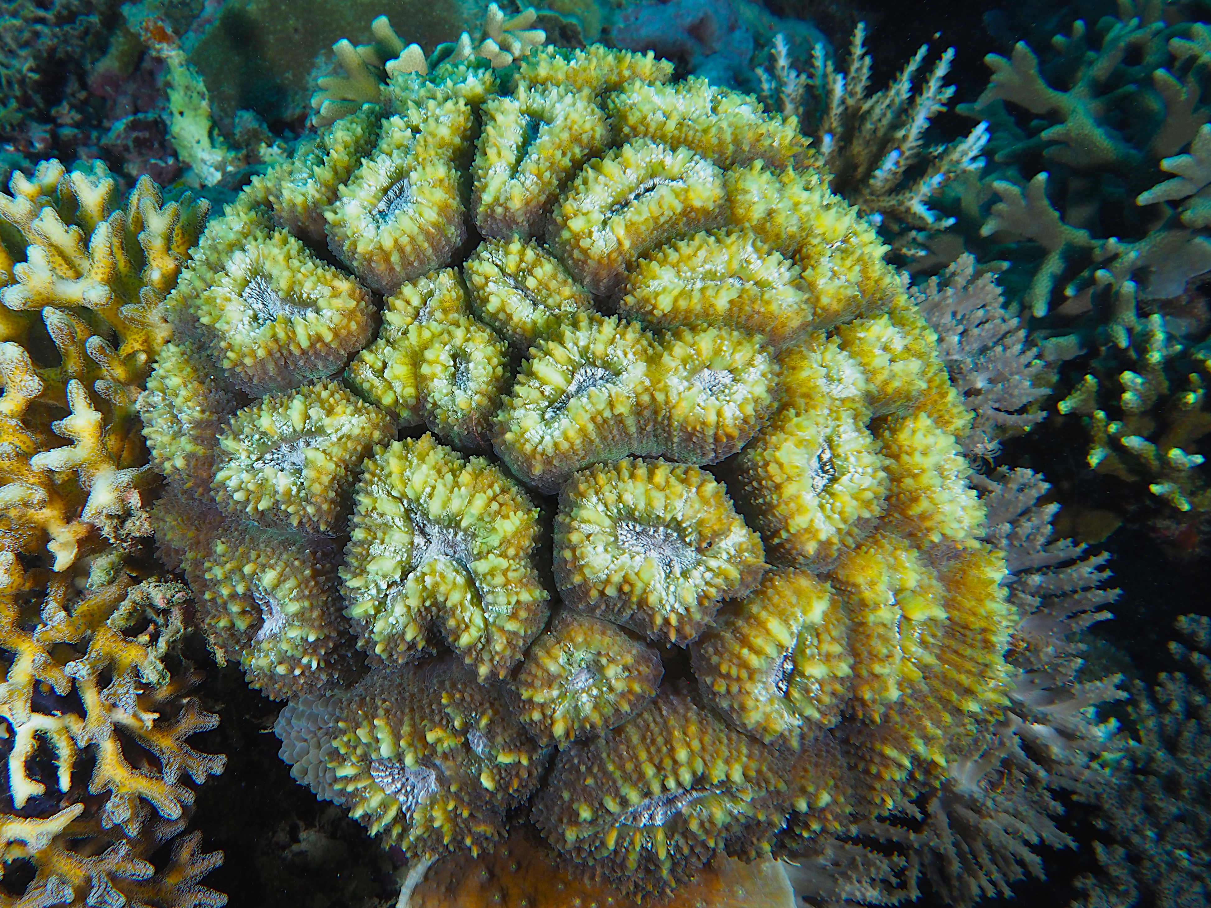 Brain Root Coral - Lobophyllia corymbosa - Komodo, Indonesia