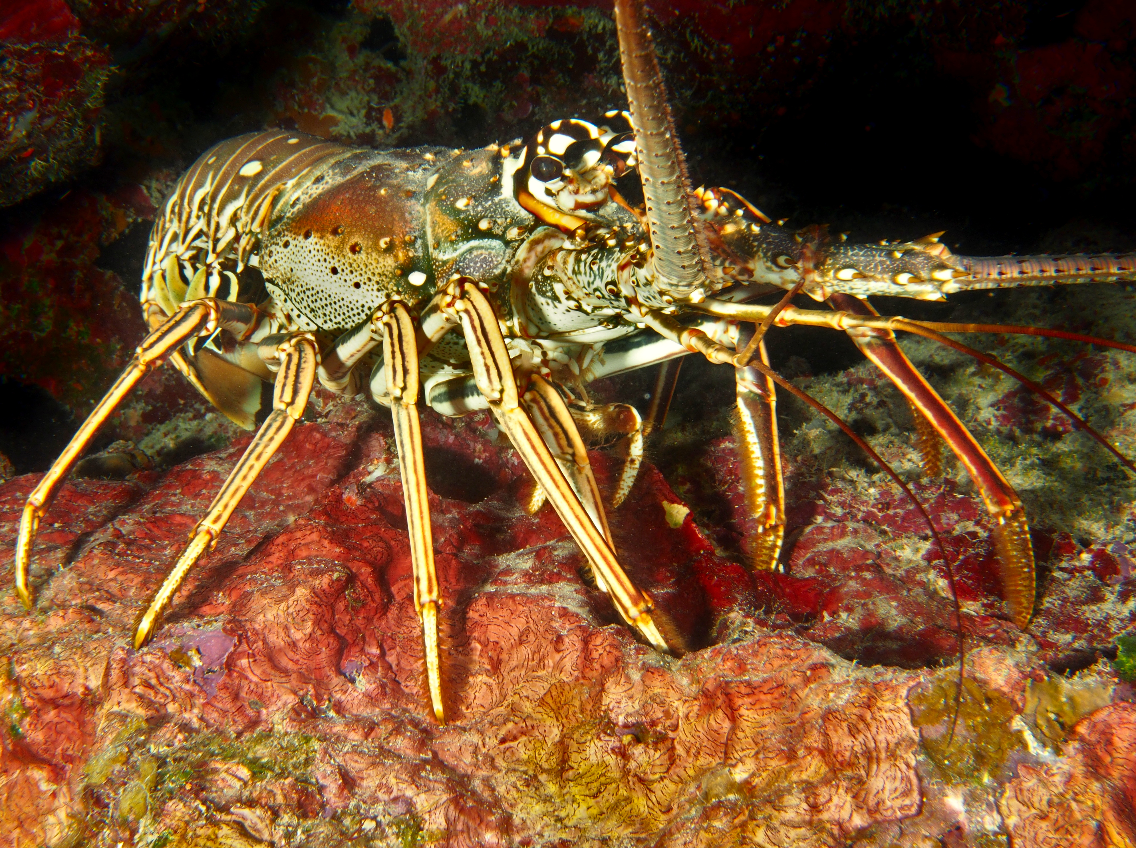 Caribbean Spiny Lobster - Panulirus argus