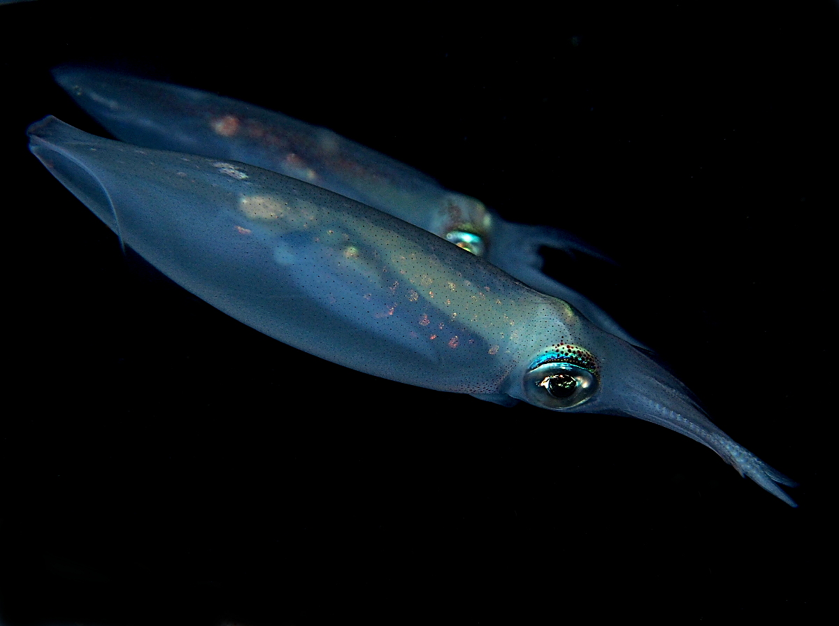 Atlantic Brief Squid - Lolliguncula brevis