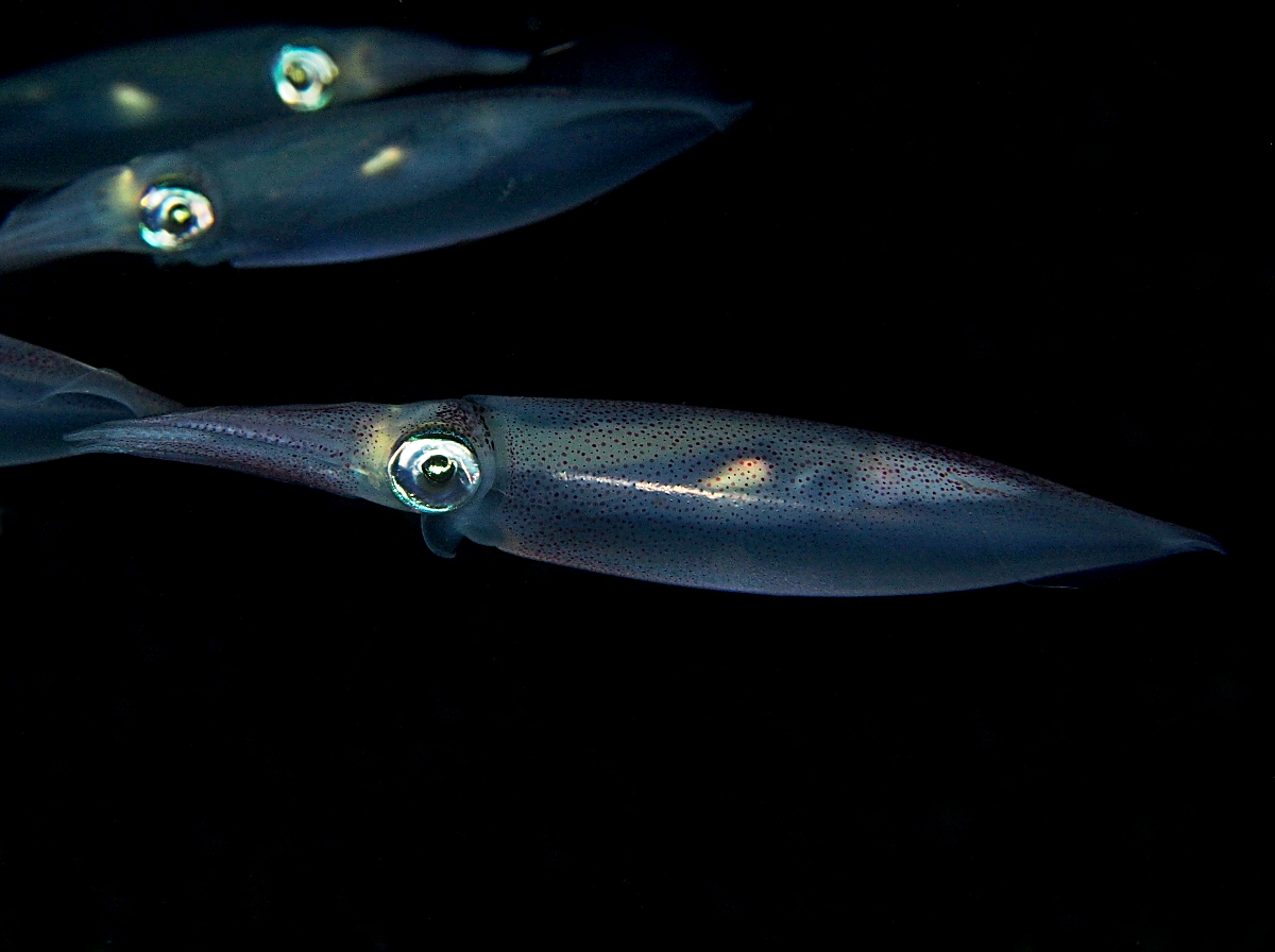 Atlantic Brief Squid - Lolliguncula brevis