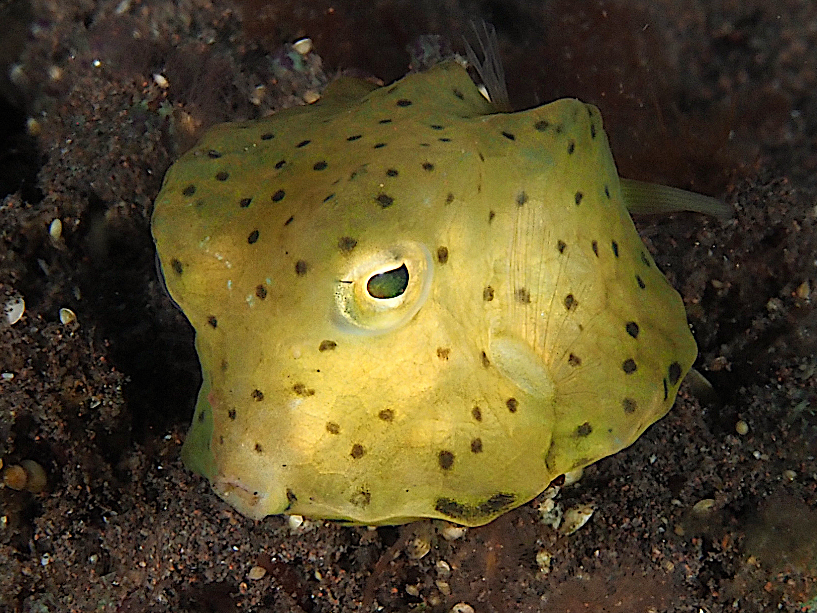 Longhorn Cowfish - Lactoria cornuta