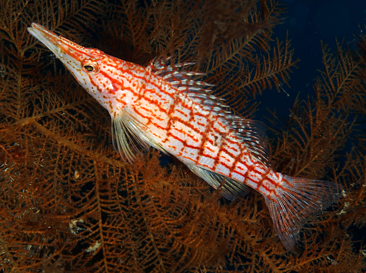 Longnose Hawkfish - Oxycirrhites typus