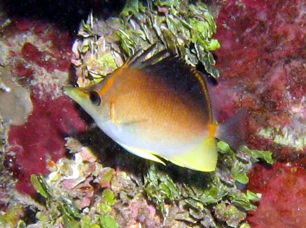 Longsnout Butterflyfish - Prognathodes aculeatus