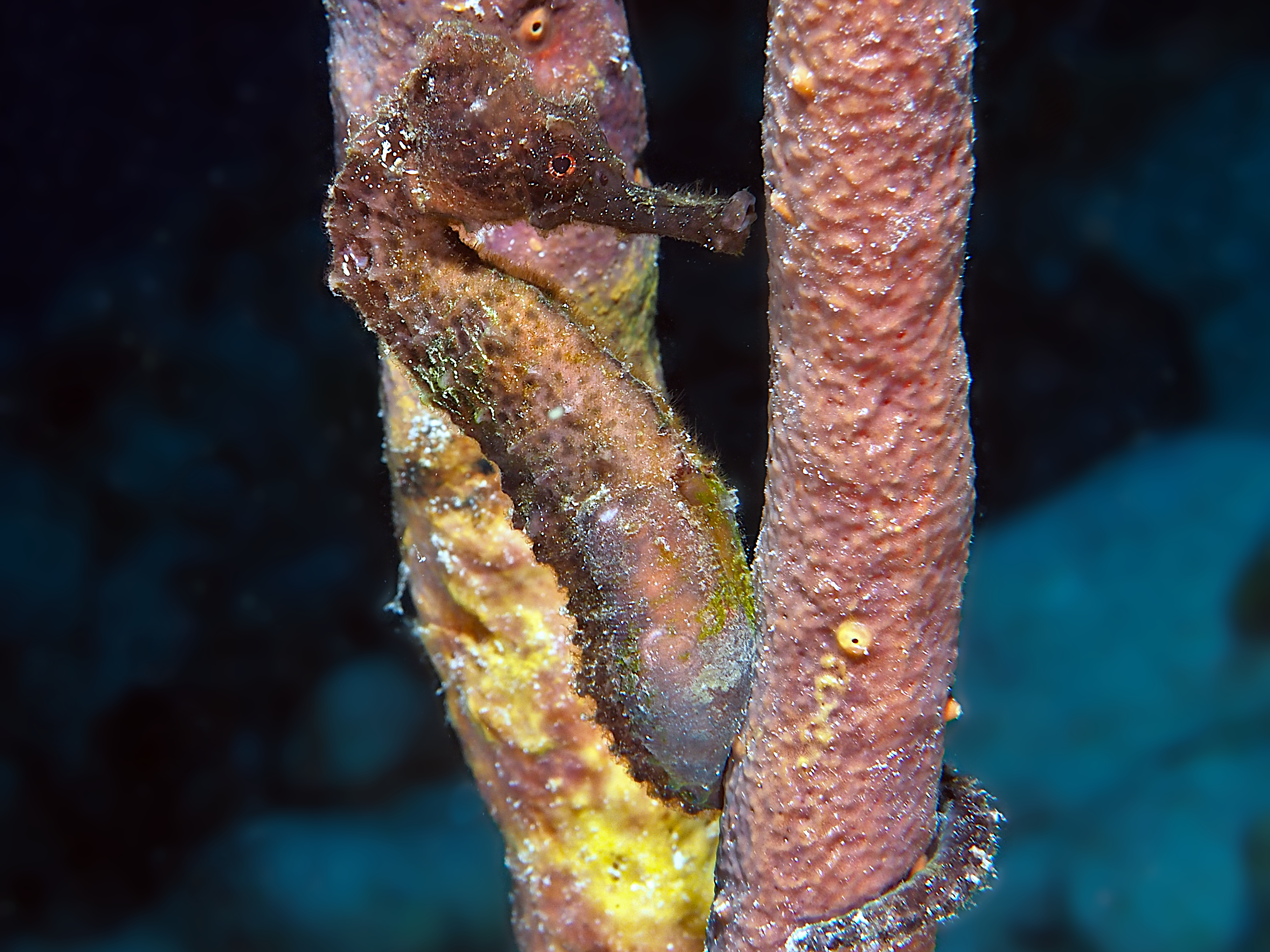 Longsnout Seahorse - Hippocampus reidi