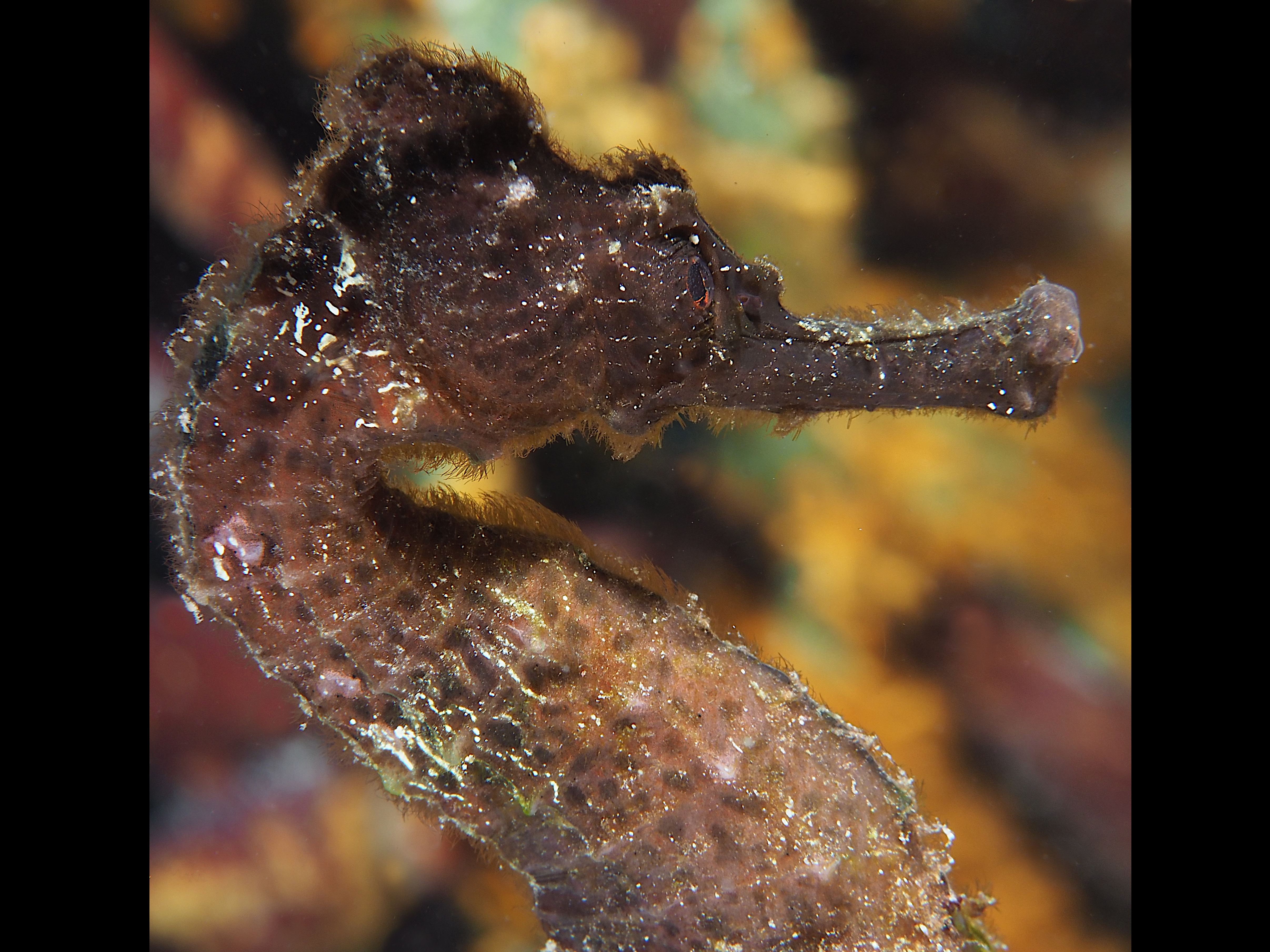 Longsnout Seahorse - Hippocampus reidi