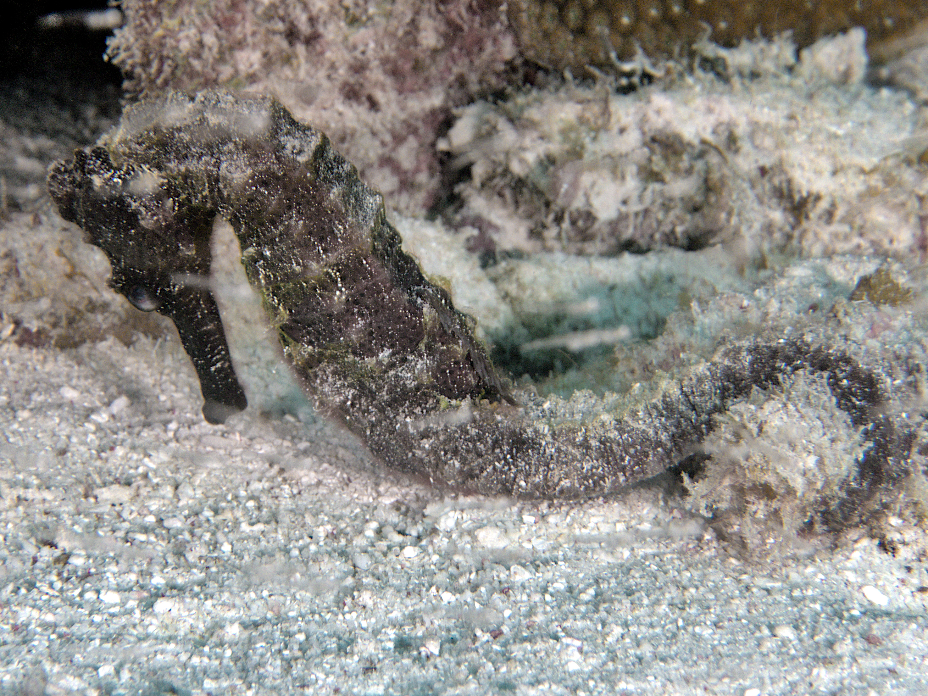 Longsnout Seahorse - Hippocampus reidi