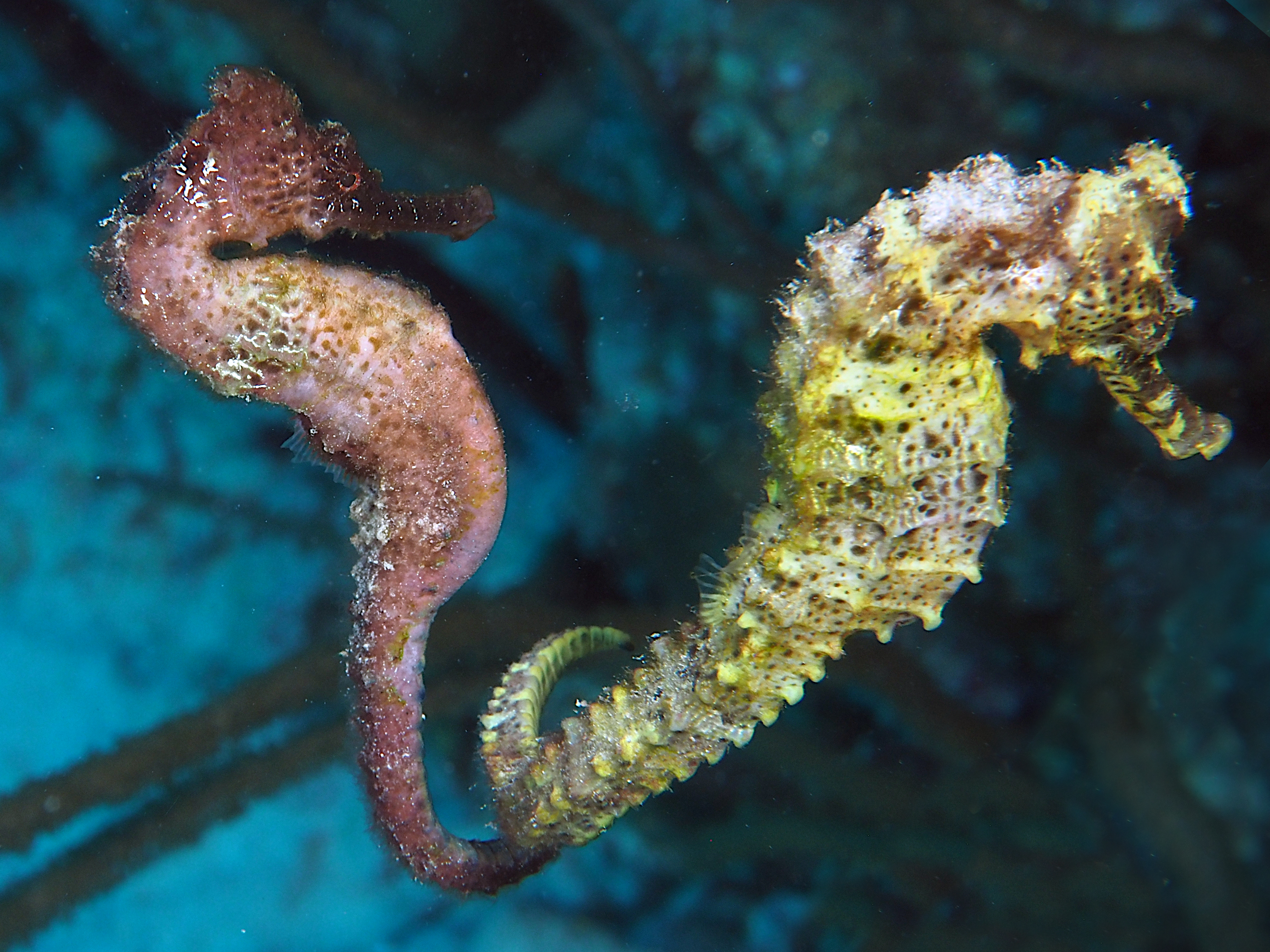 Longsnout Seahorse - Hippocampus reidi