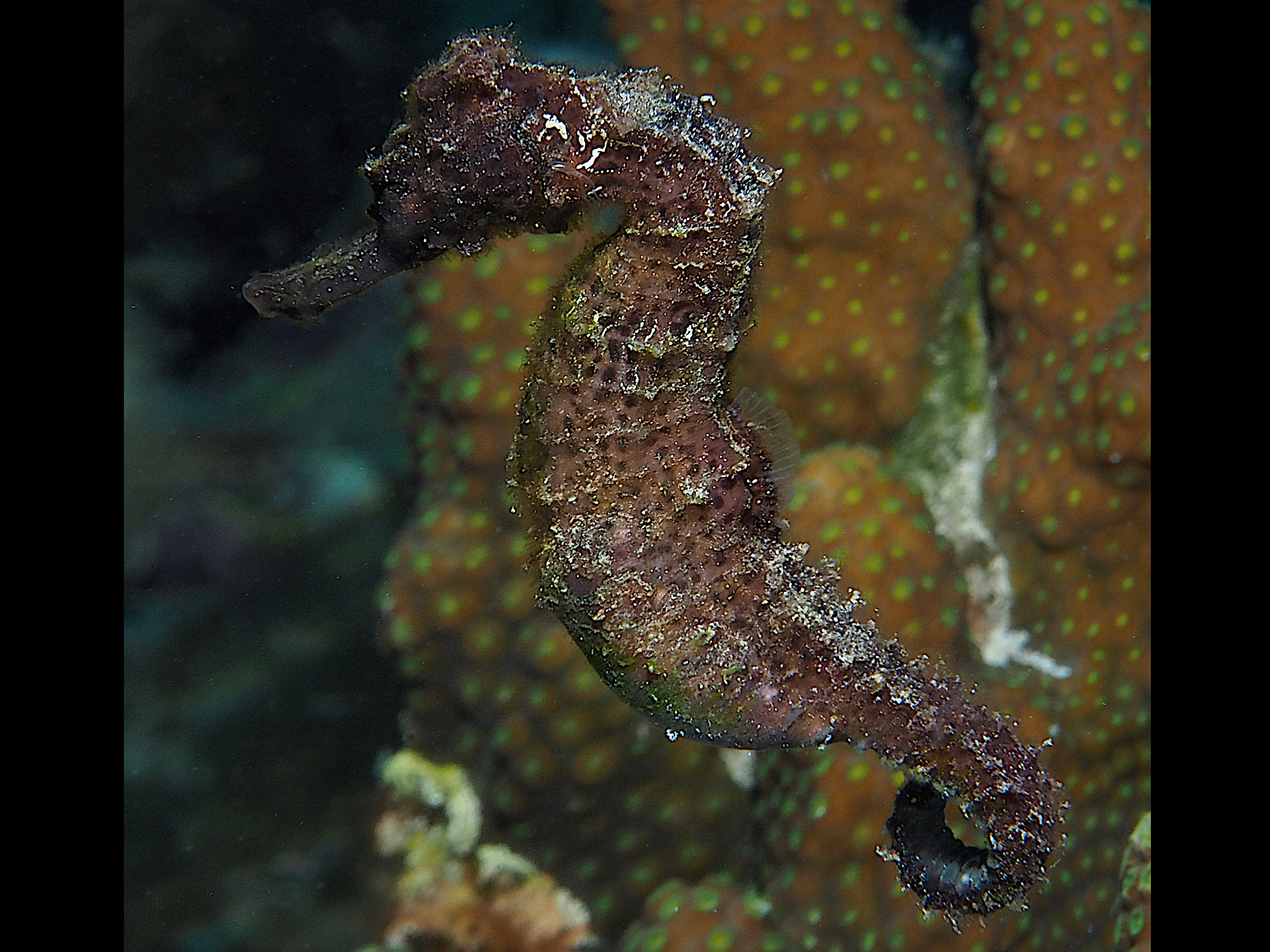 Longsnout Seahorse - Hippocampus reidi