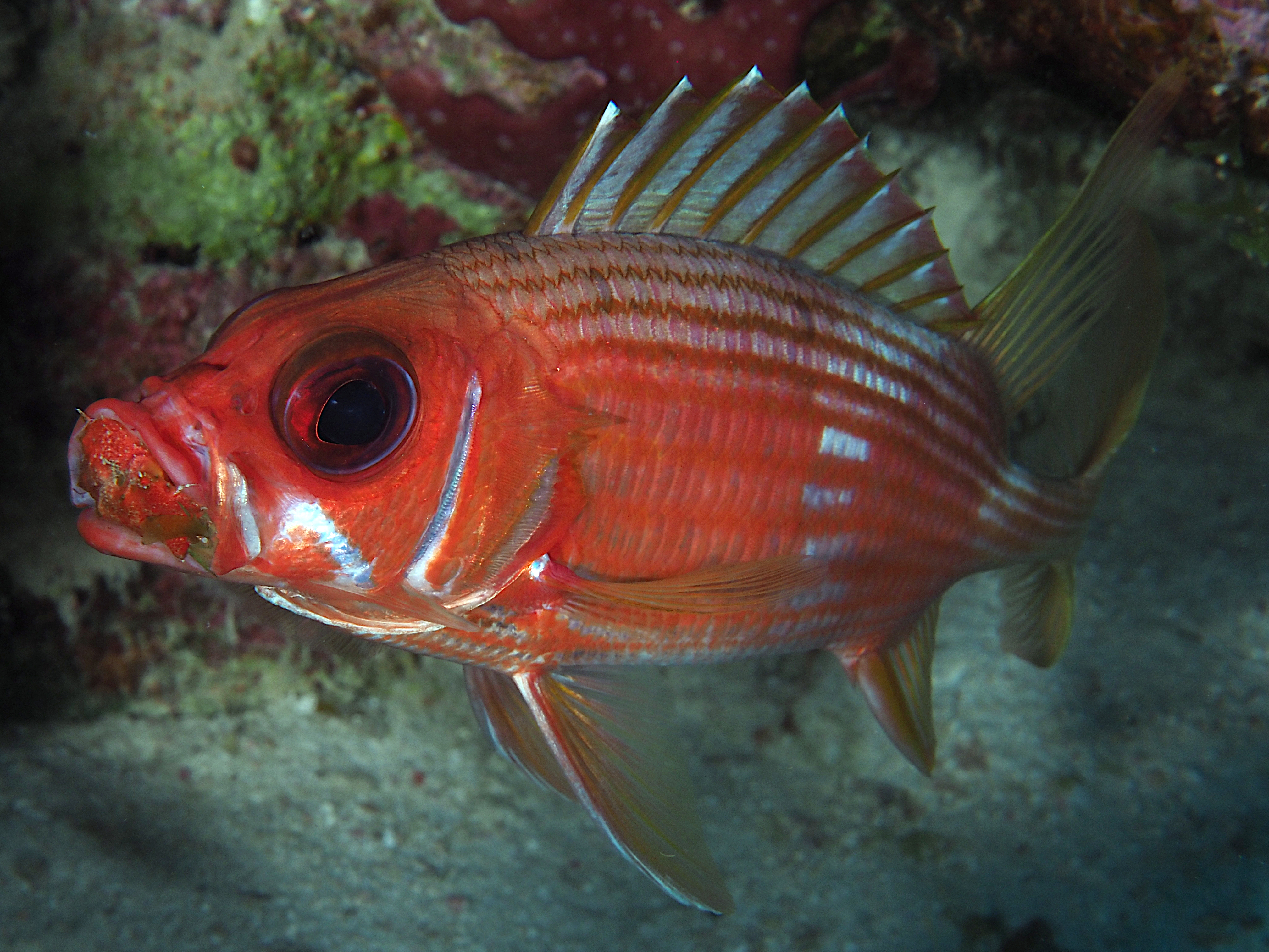 Longspine Squirrelfish - Holocentrus rufus