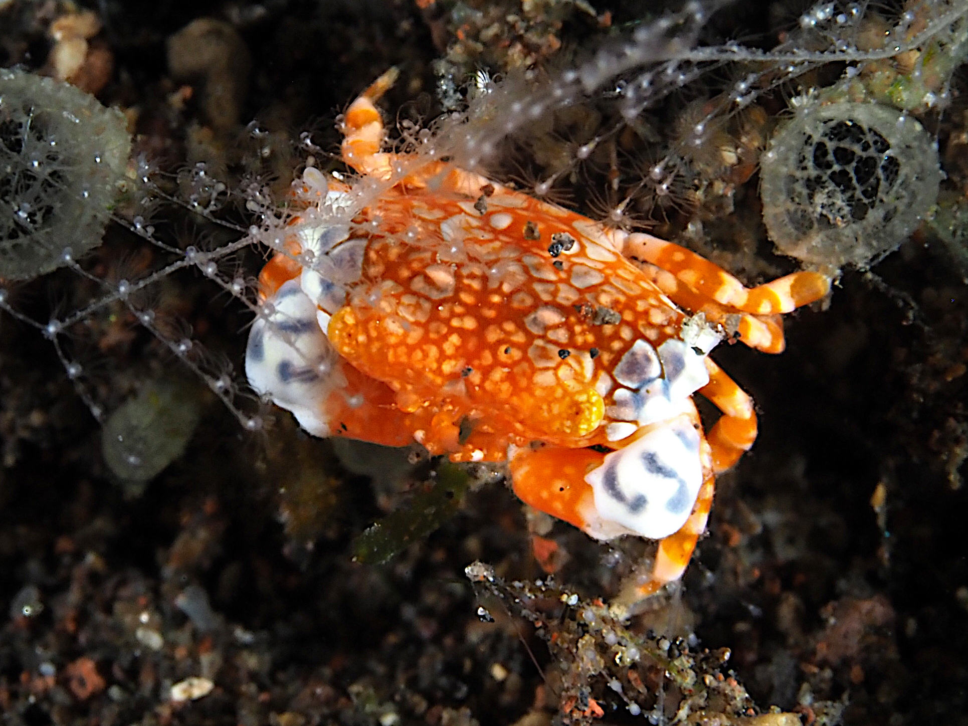 Pretty Reef Round Crab - Lophozozymus pulchellus - Bali, Indonesia