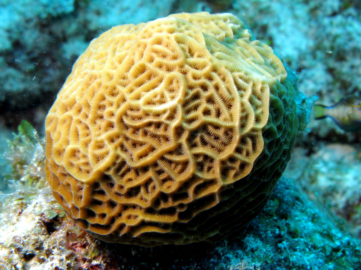 Low Relief Lettuce Coral - Agaricia humilis