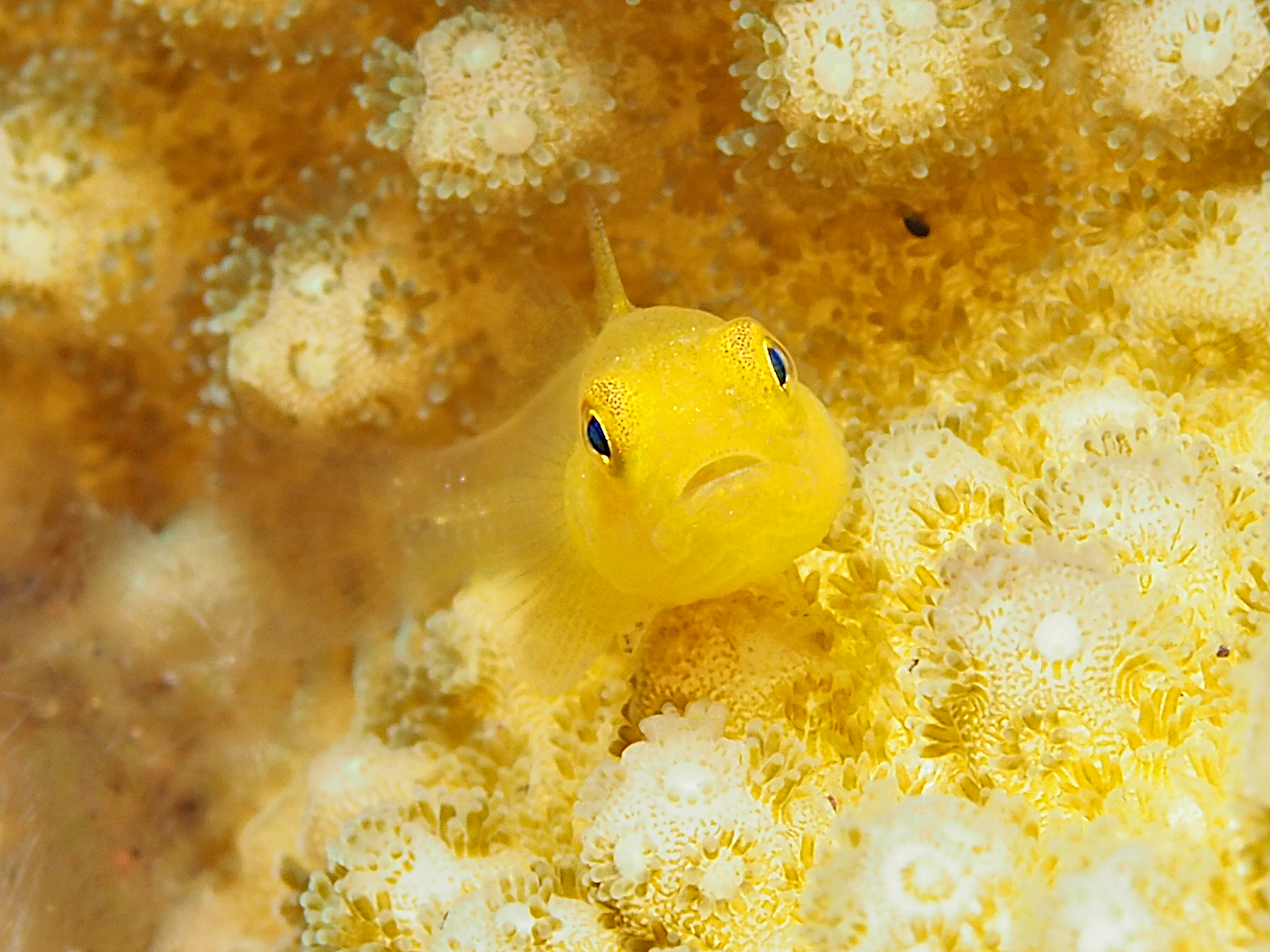 Ornate Goby - Lubricogobius exiguus