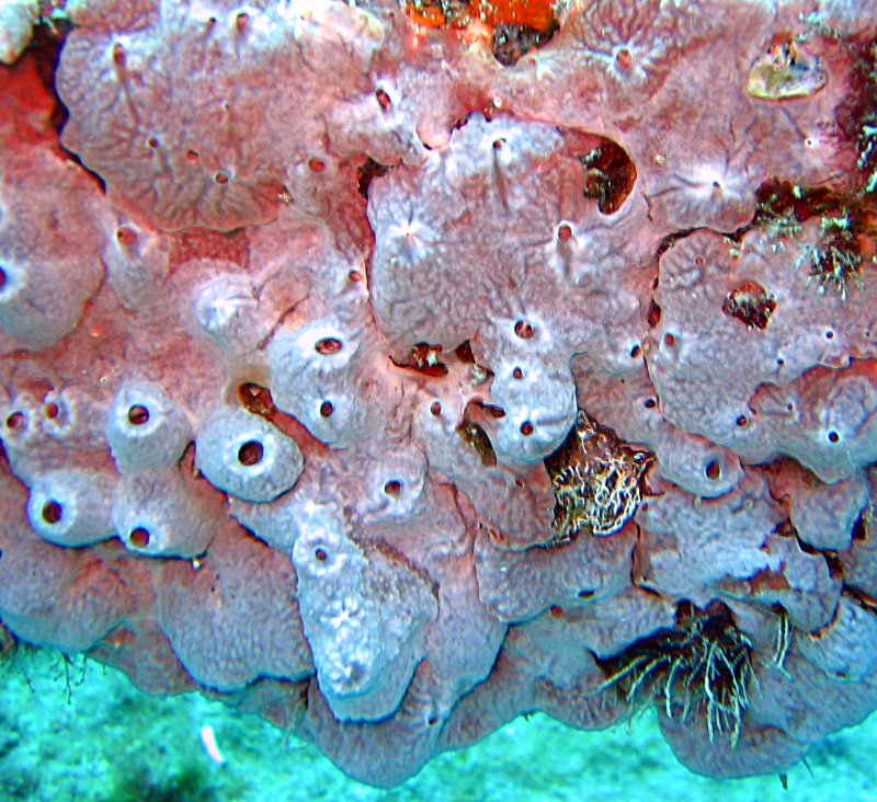 Lumpy Overgrowing Sponge - Desmapsamma anchorata