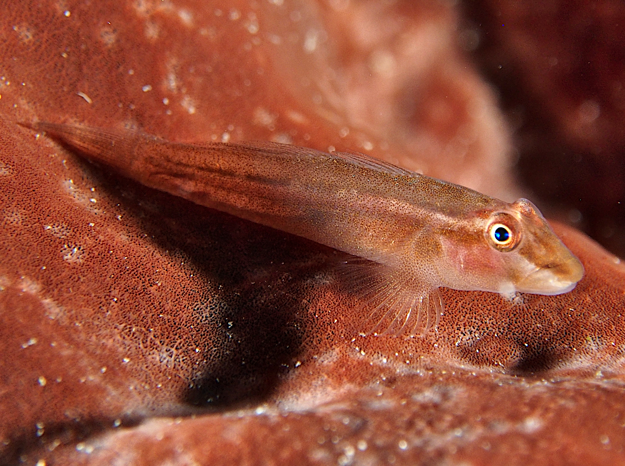 Wolfsnout Goby - Luposicya lupus