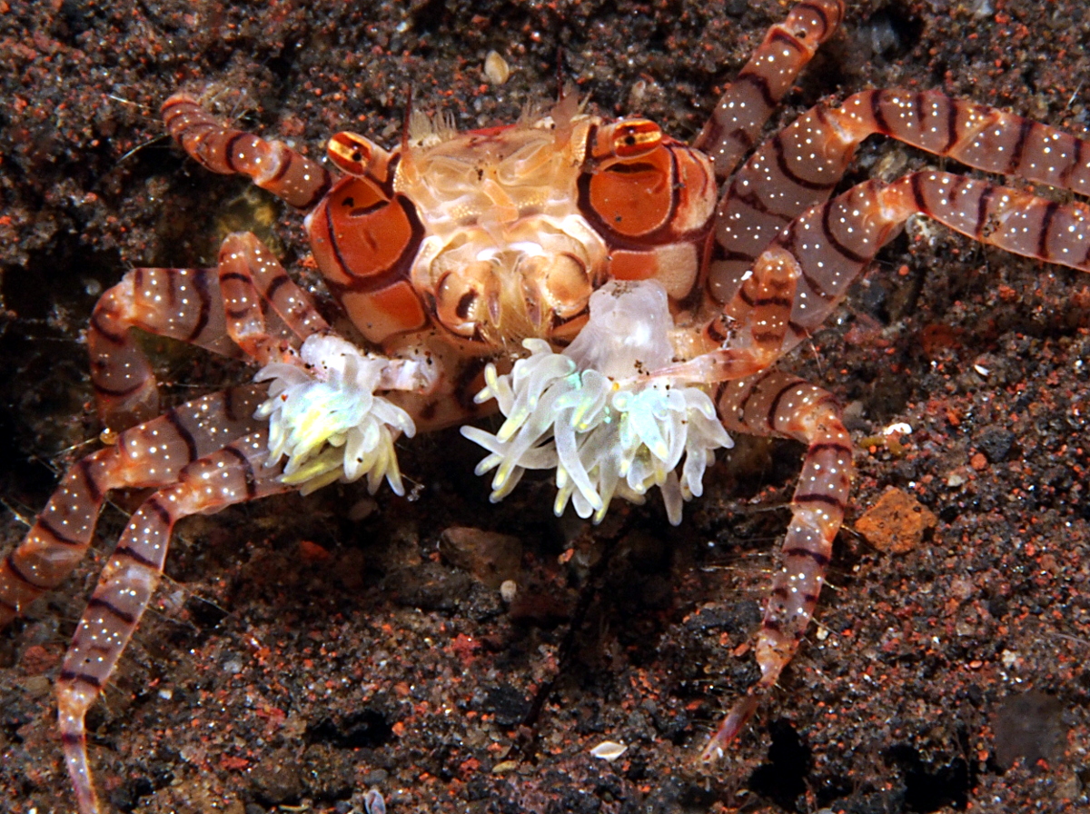 Mosaic Boxer Crab - Lybia tessellata