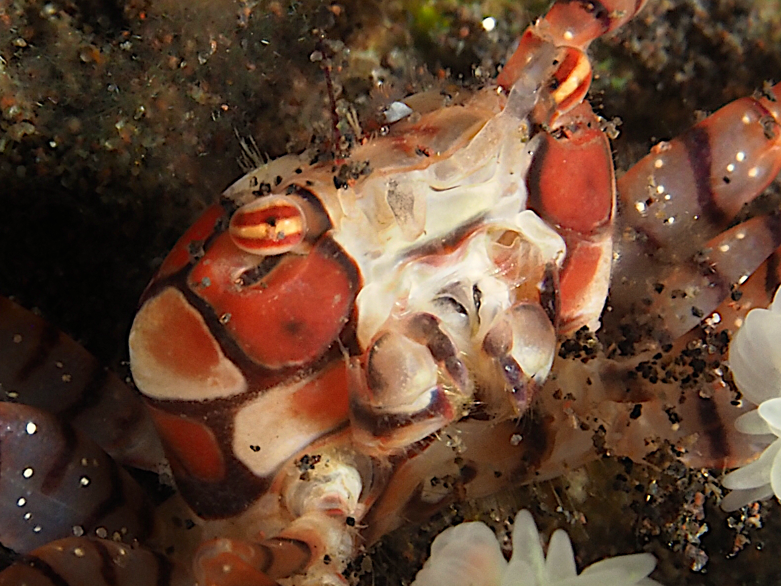 Mosaic Boxer Crab - Lybia tessellata