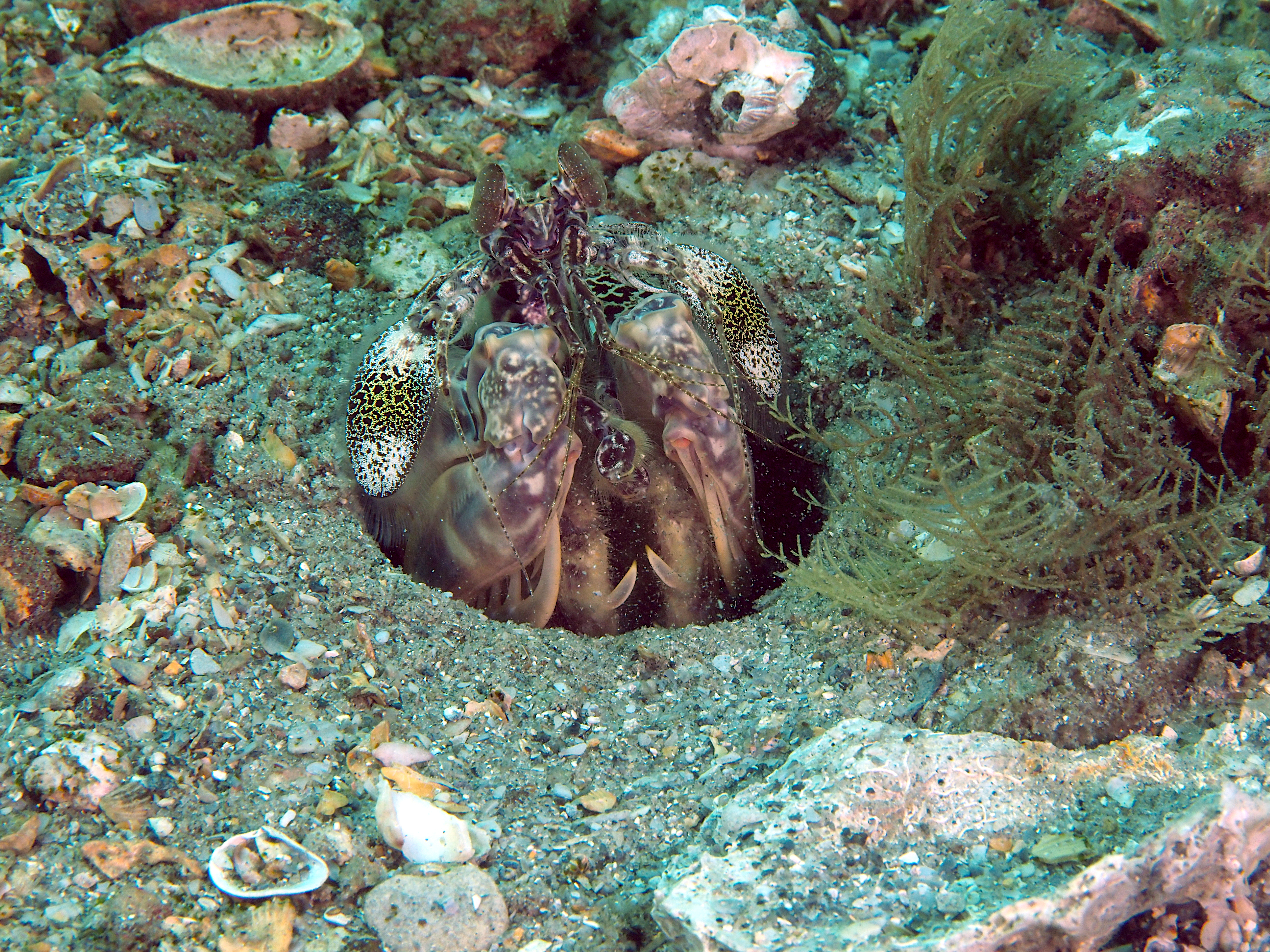Scaly-Tailed Mantis Shrimp - Lysiosquilla scabricauda