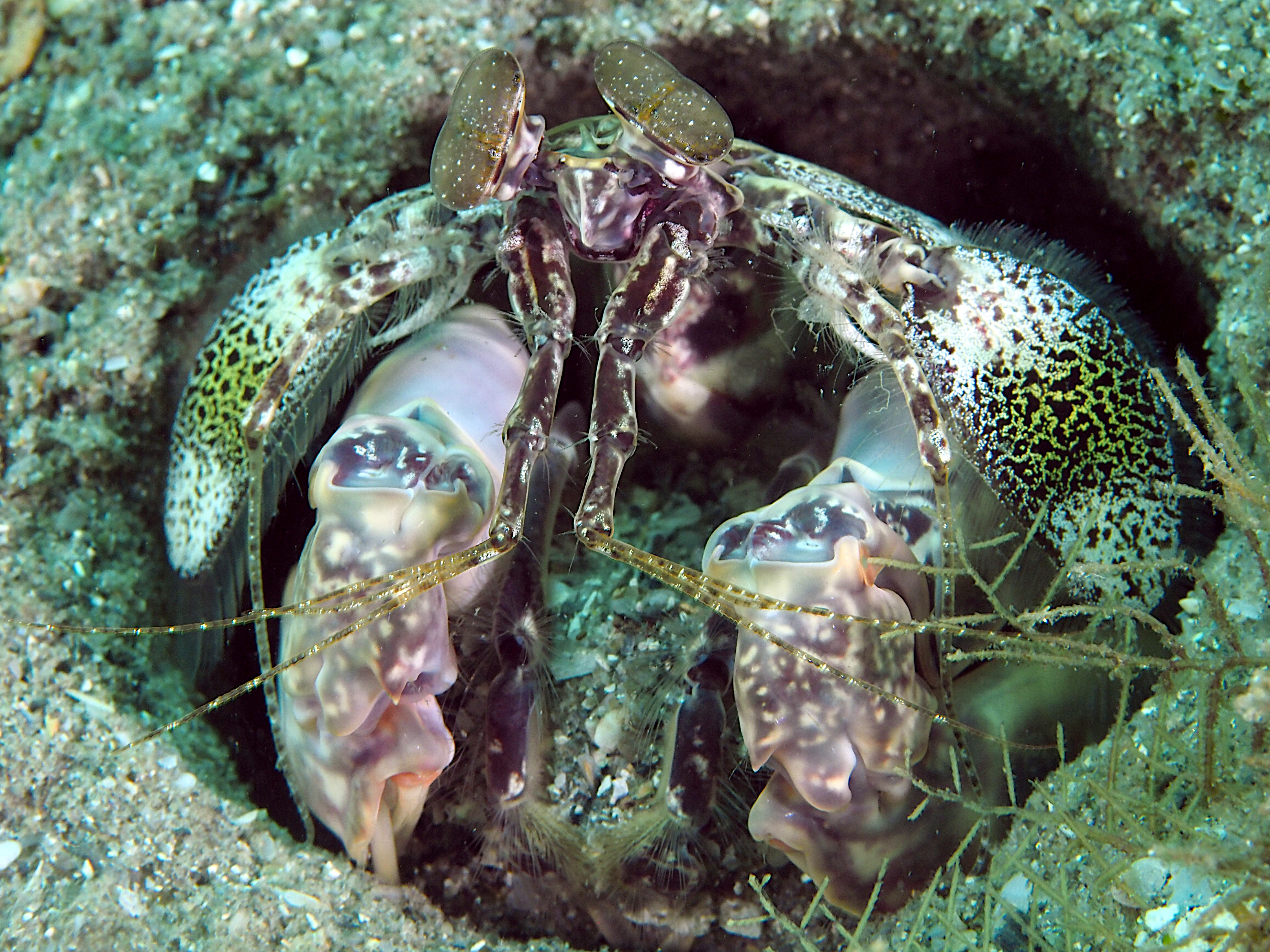Scaly-Tailed Mantis Shrimp - Lysiosquilla scabricauda