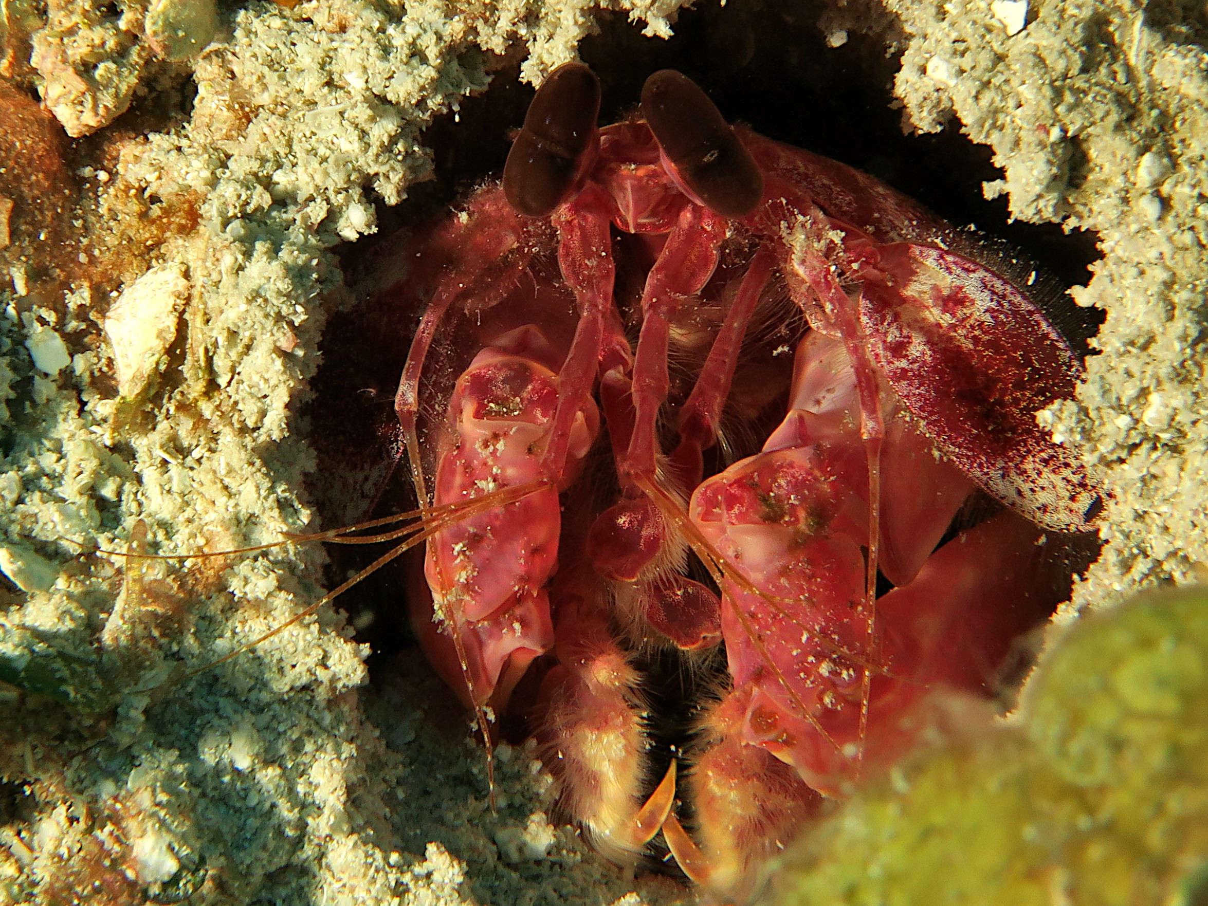 Caribbean Reef Mantis Shrimp - Lysiosquilla glabriuscula