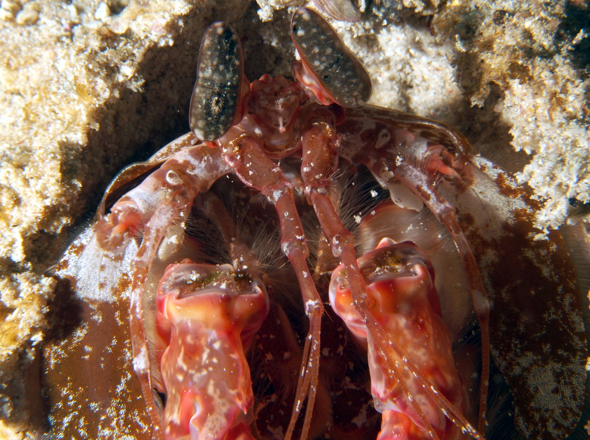 Lisa's Mantis Shrimp - Lysiosquilla lisa