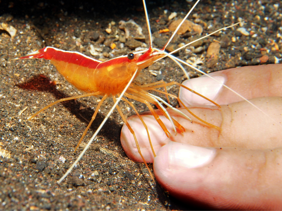 White-Banded Cleaner Shrimp - Lysmata amboinensis