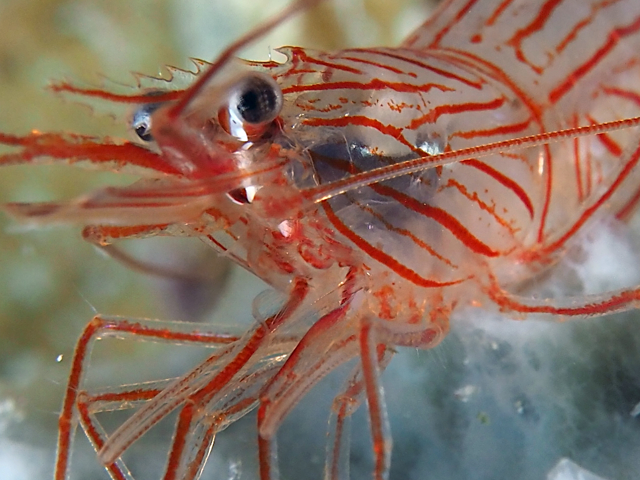 Sponge Peppermint Shrimp - Lysmata pederseni