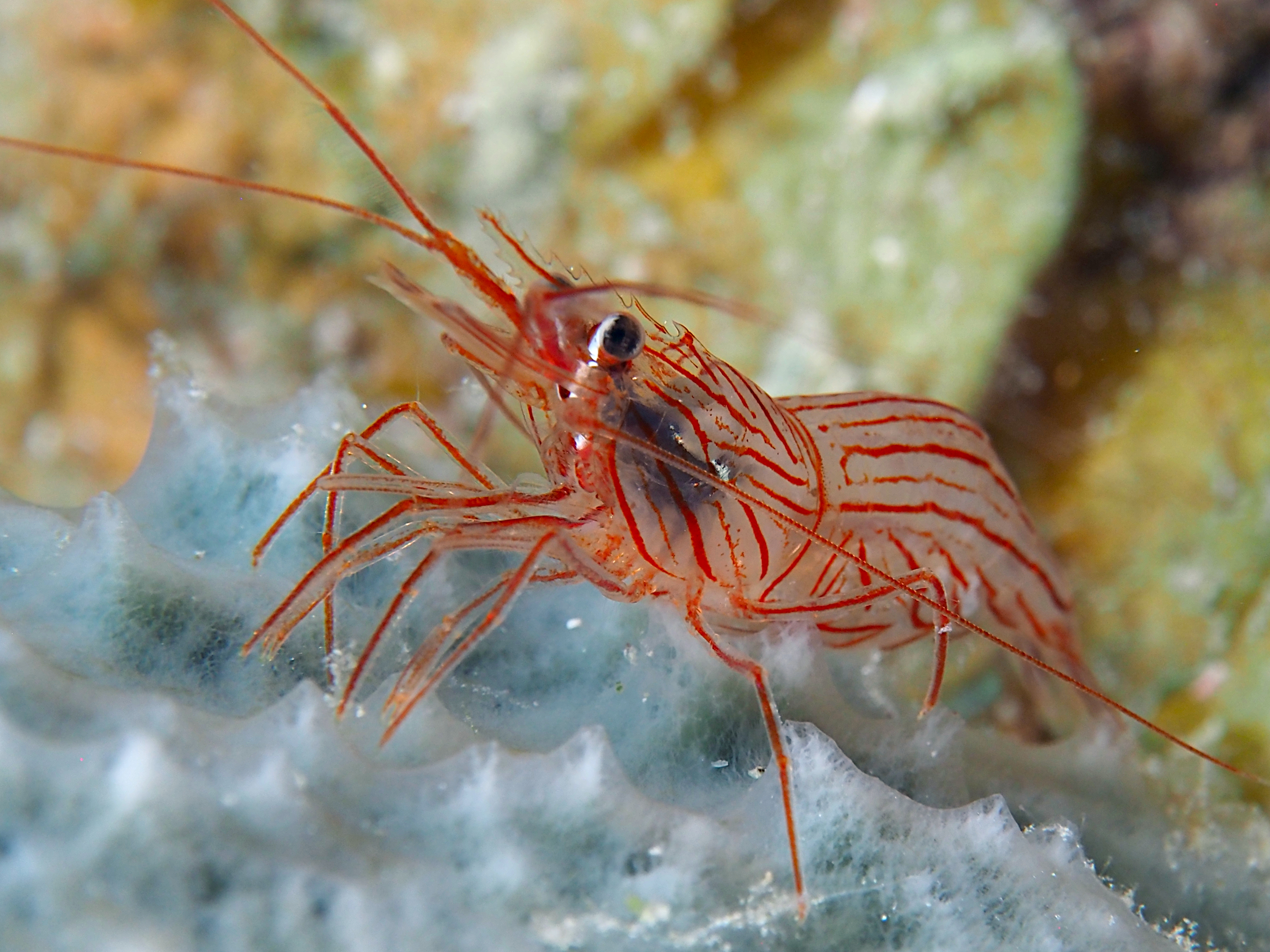 Sponge Peppermint Shrimp - Lysmata pederseni
