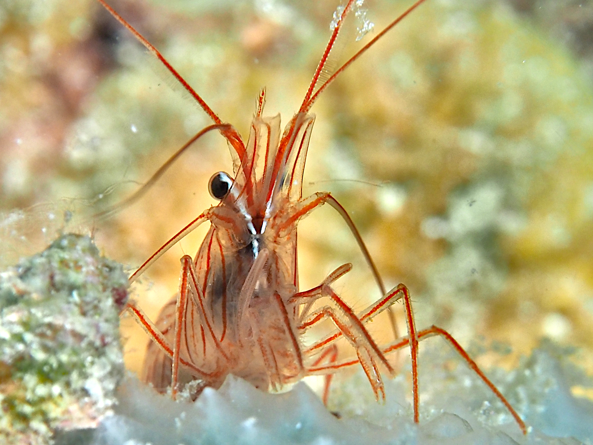Sponge Peppermint Shrimp - Lysmata pederseni