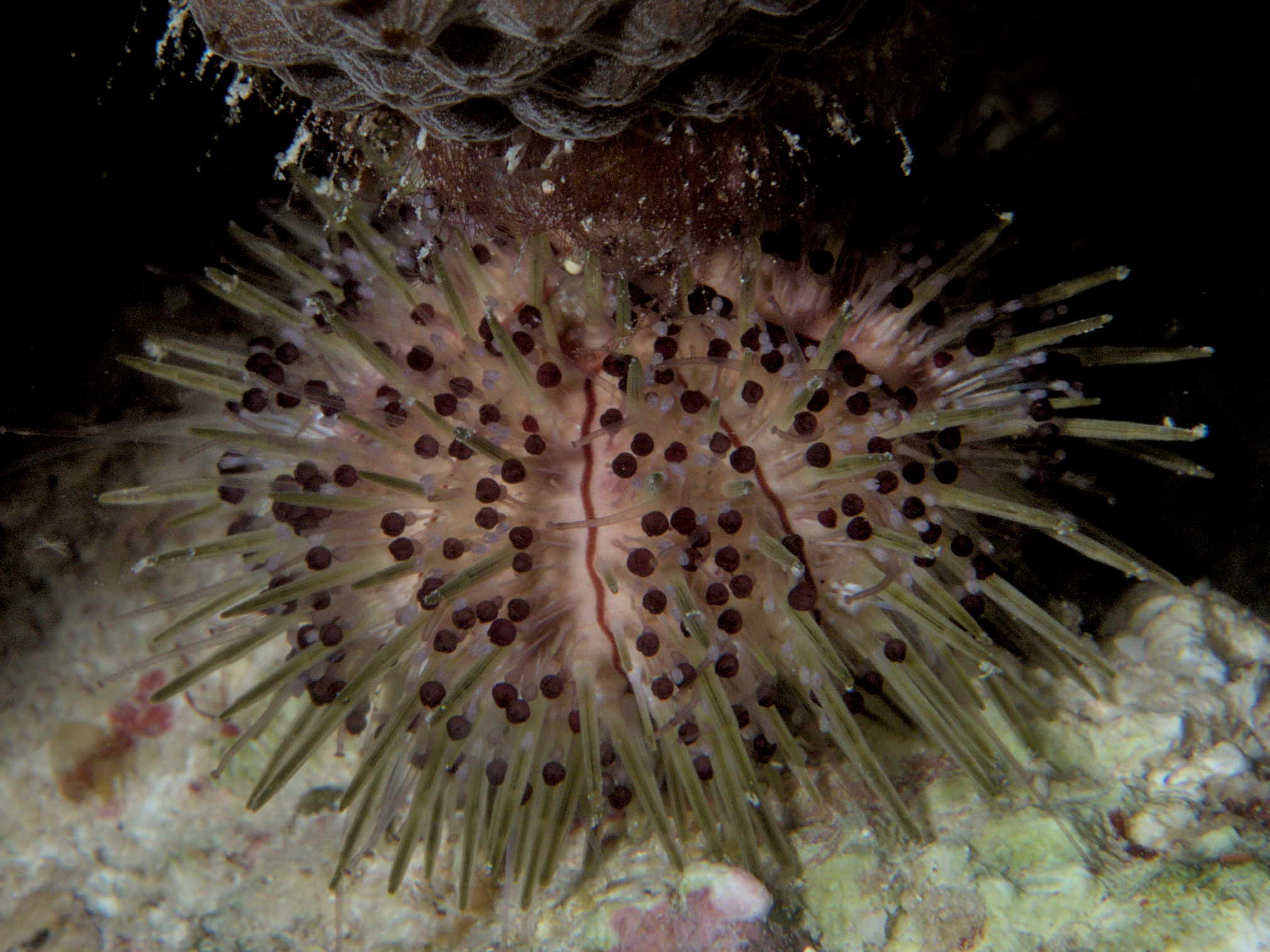 Jewel Urchin - Lytechinus williamsi - Bonaire