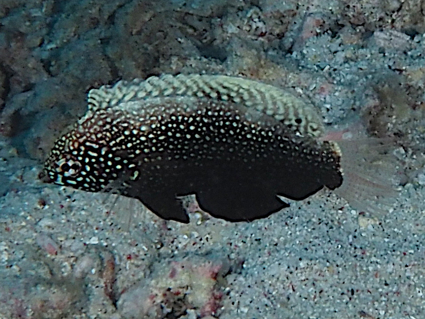 Black Leopard Wrasse - Macropharyngodon negrosensis