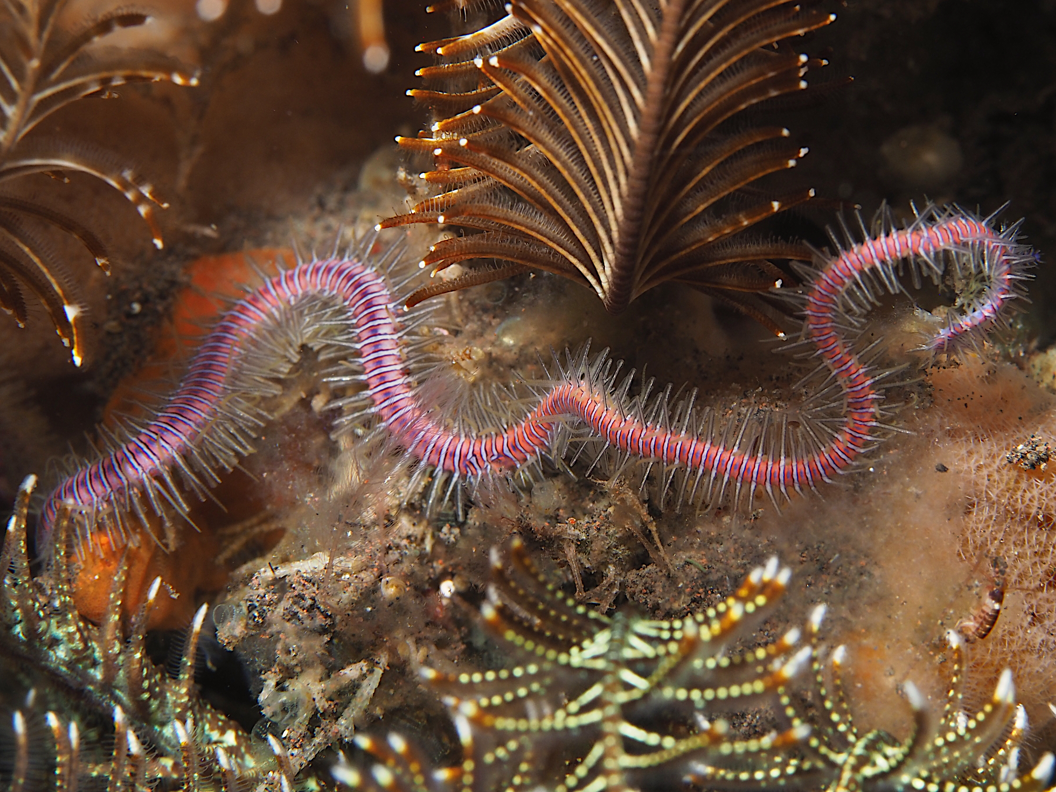Violet Brittle Star - Macrophiothrix nereidina - Bali, Indonesia