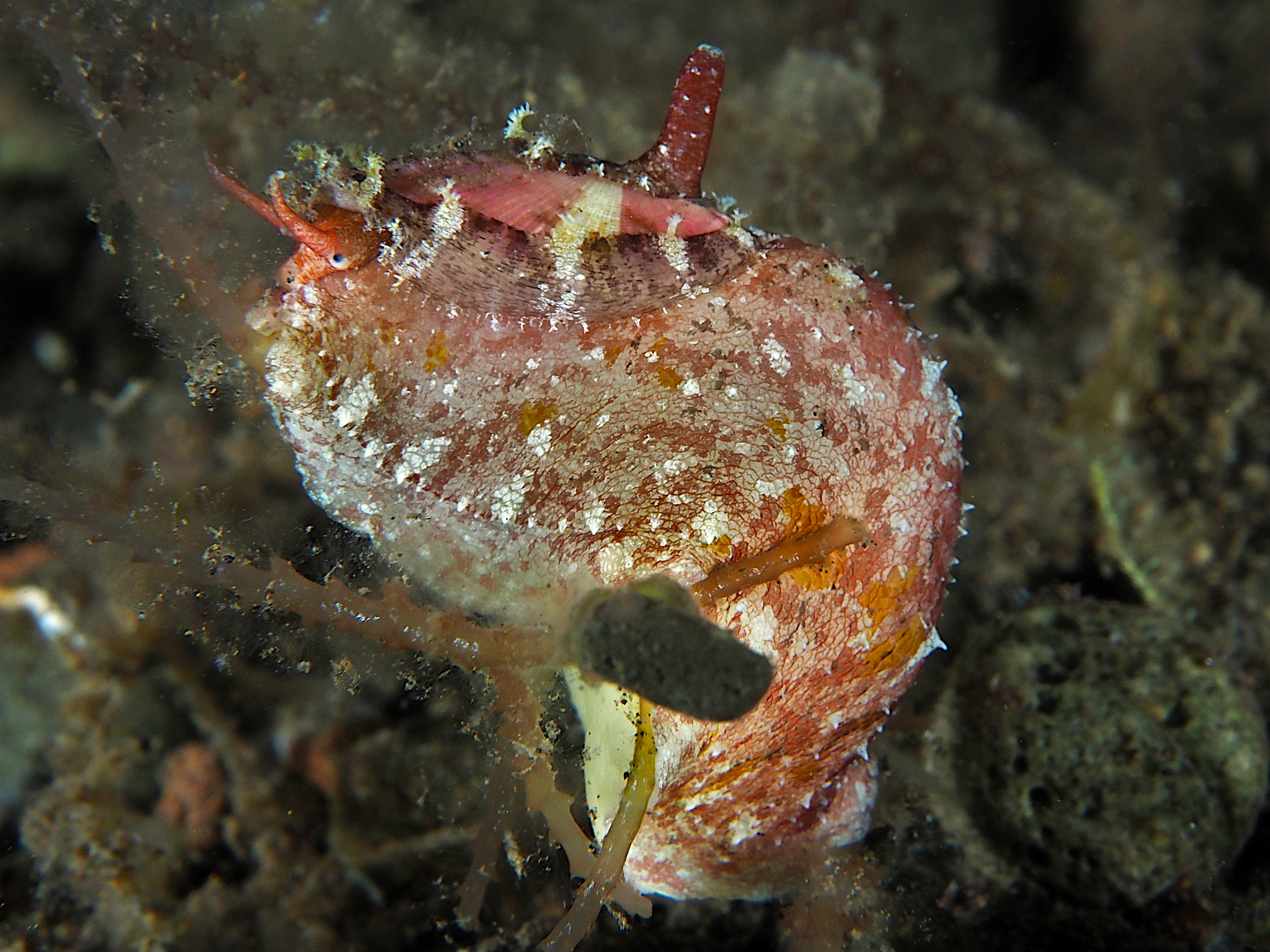 Macroschisma sinense - Macroschisma sinense