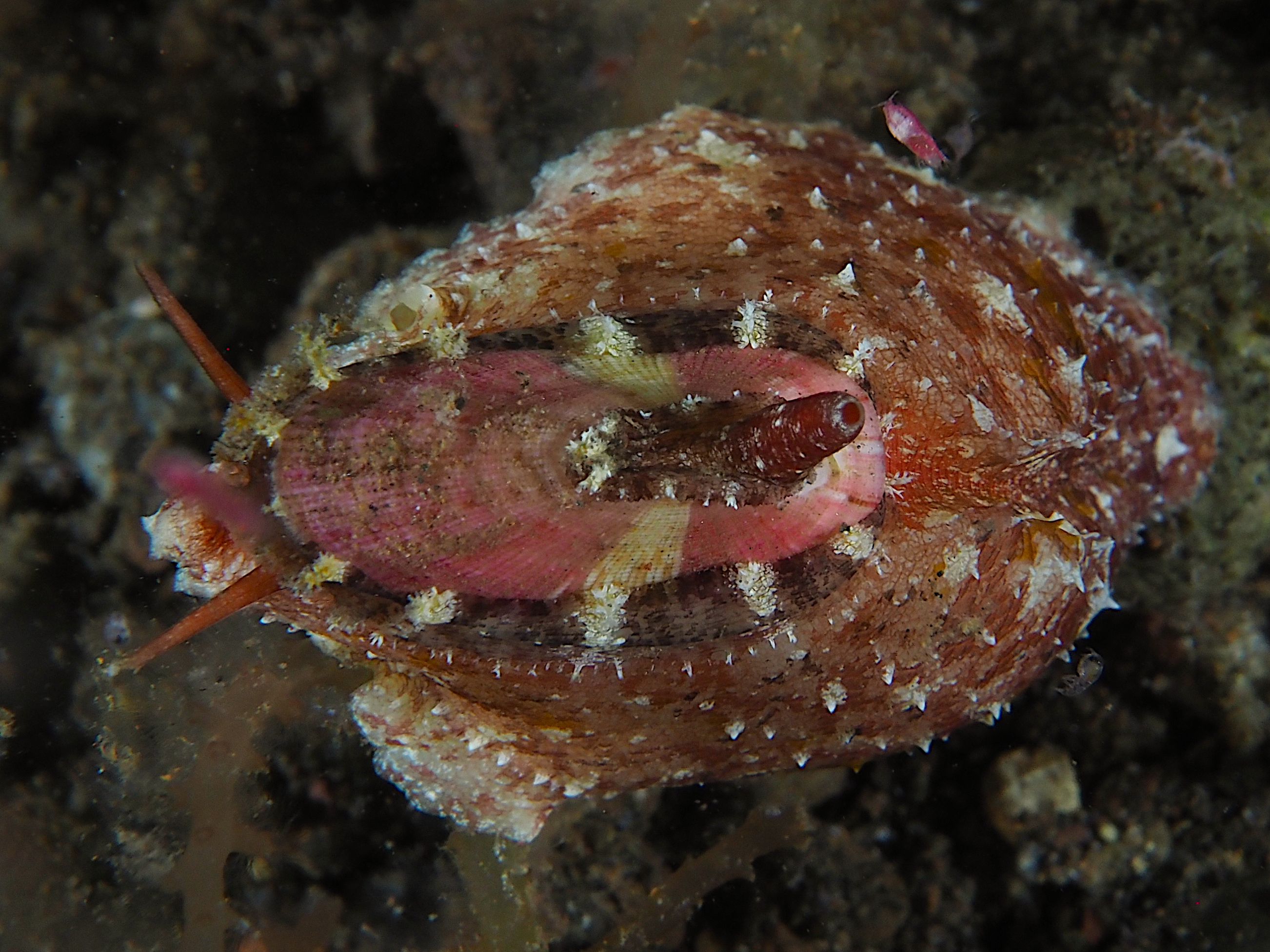 Macroschisma sinense - Macroschisma sinense