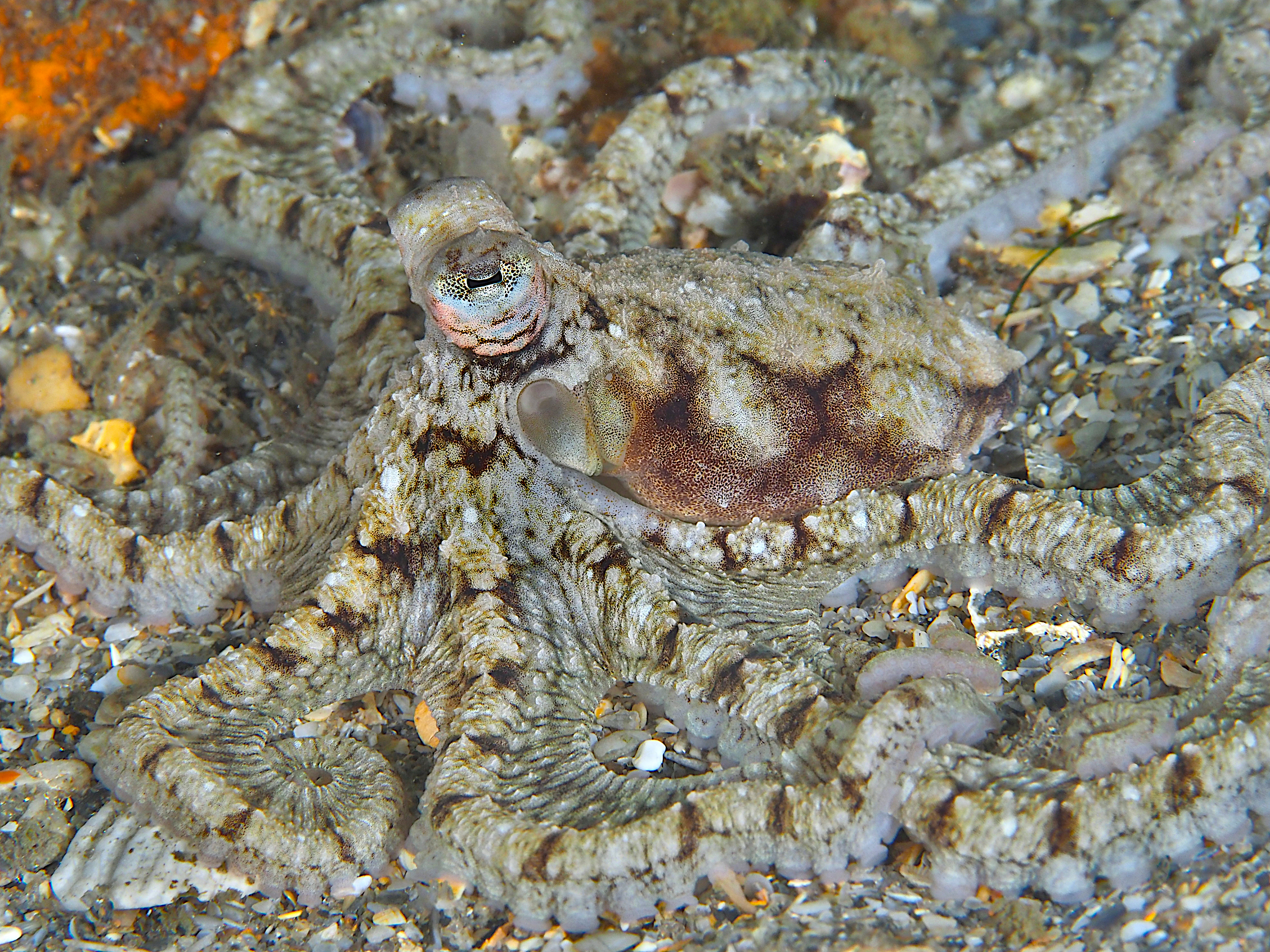 Atlantic Longarm Octopus - Macrotritopus defilippi