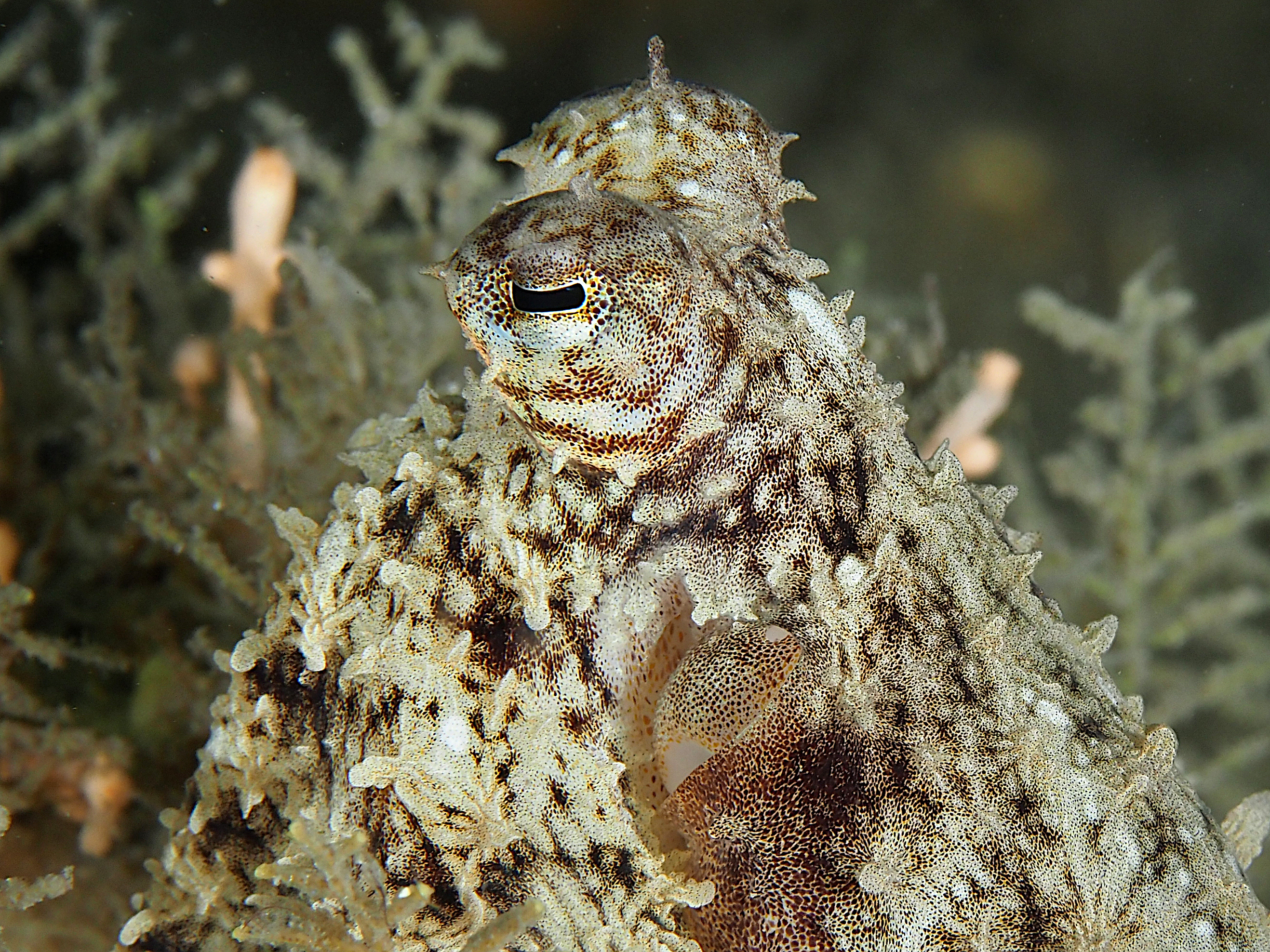 Atlantic Longarm Octopus - Macrotritopus defilippi