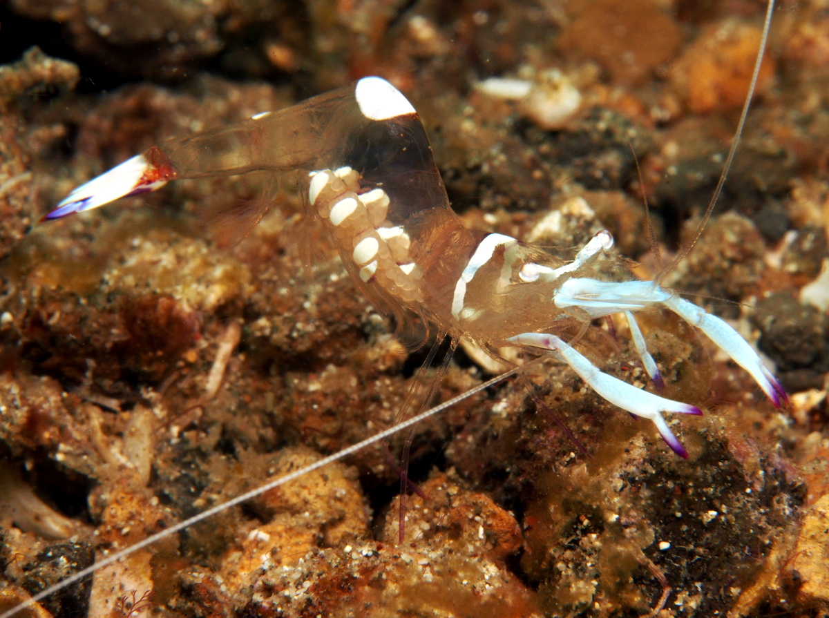 Magnificent Anemone Shrimp - Ancylomenes magnificus