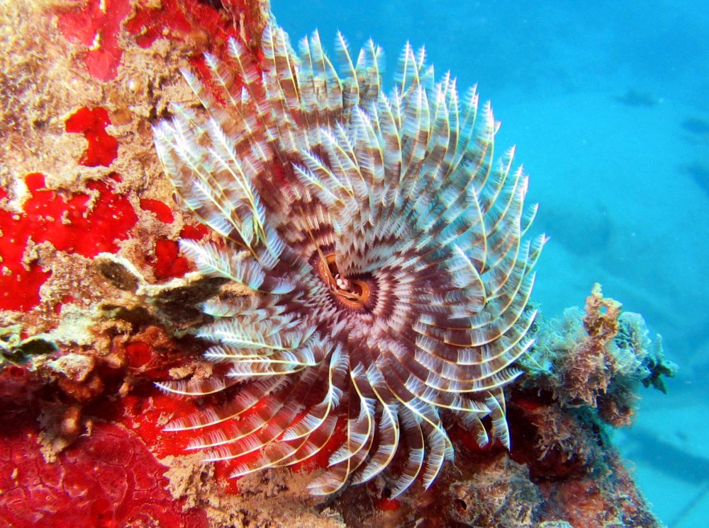 Magnificent Feather Duster - Sabellastarte magnifica