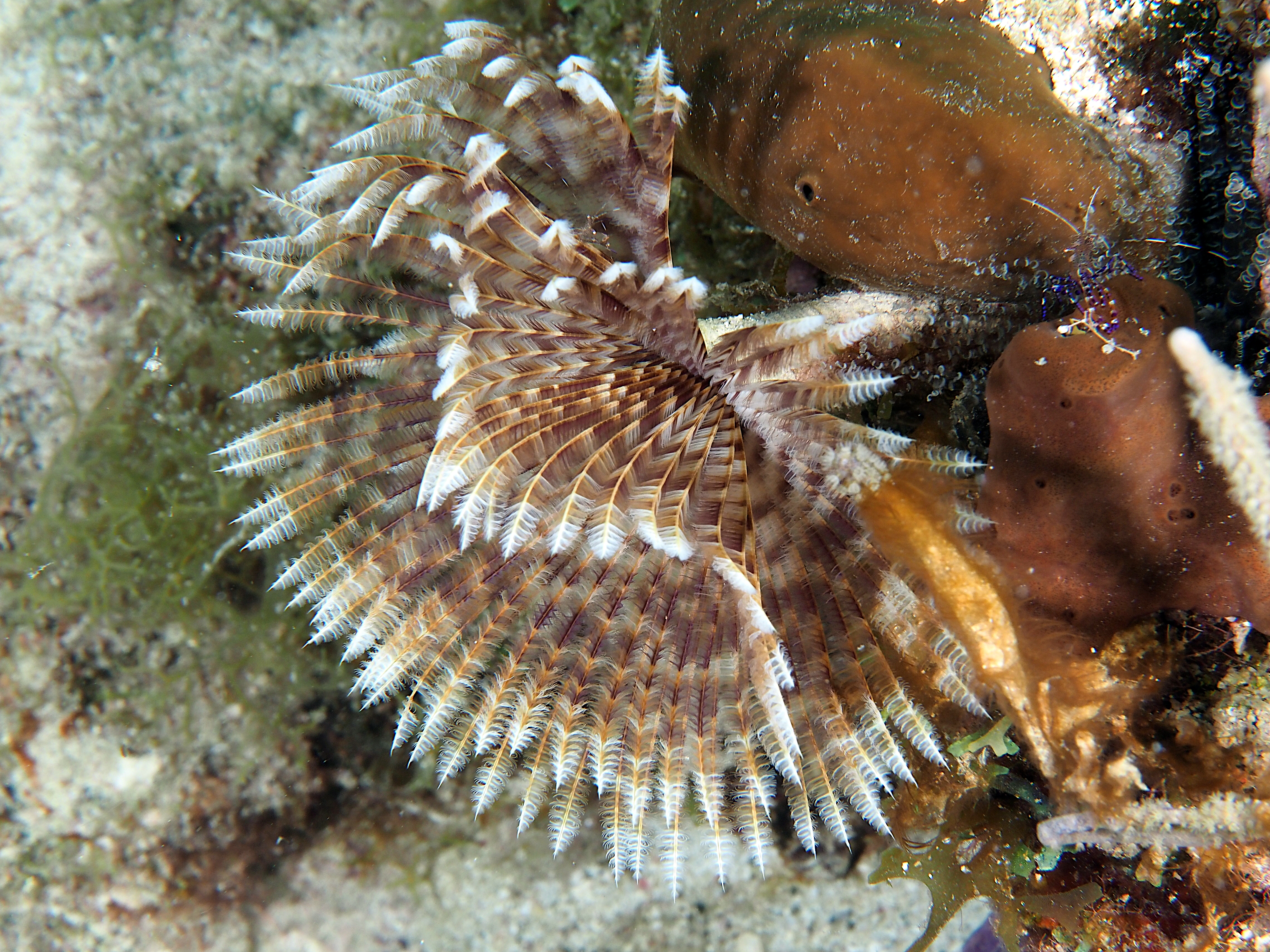 Magnificent Feather Duster - Sabellastarte magnifica