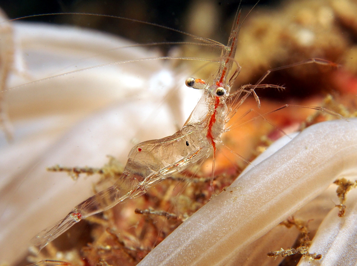 Translucent Gorgonian Shrimp - Manipontonia psamathe