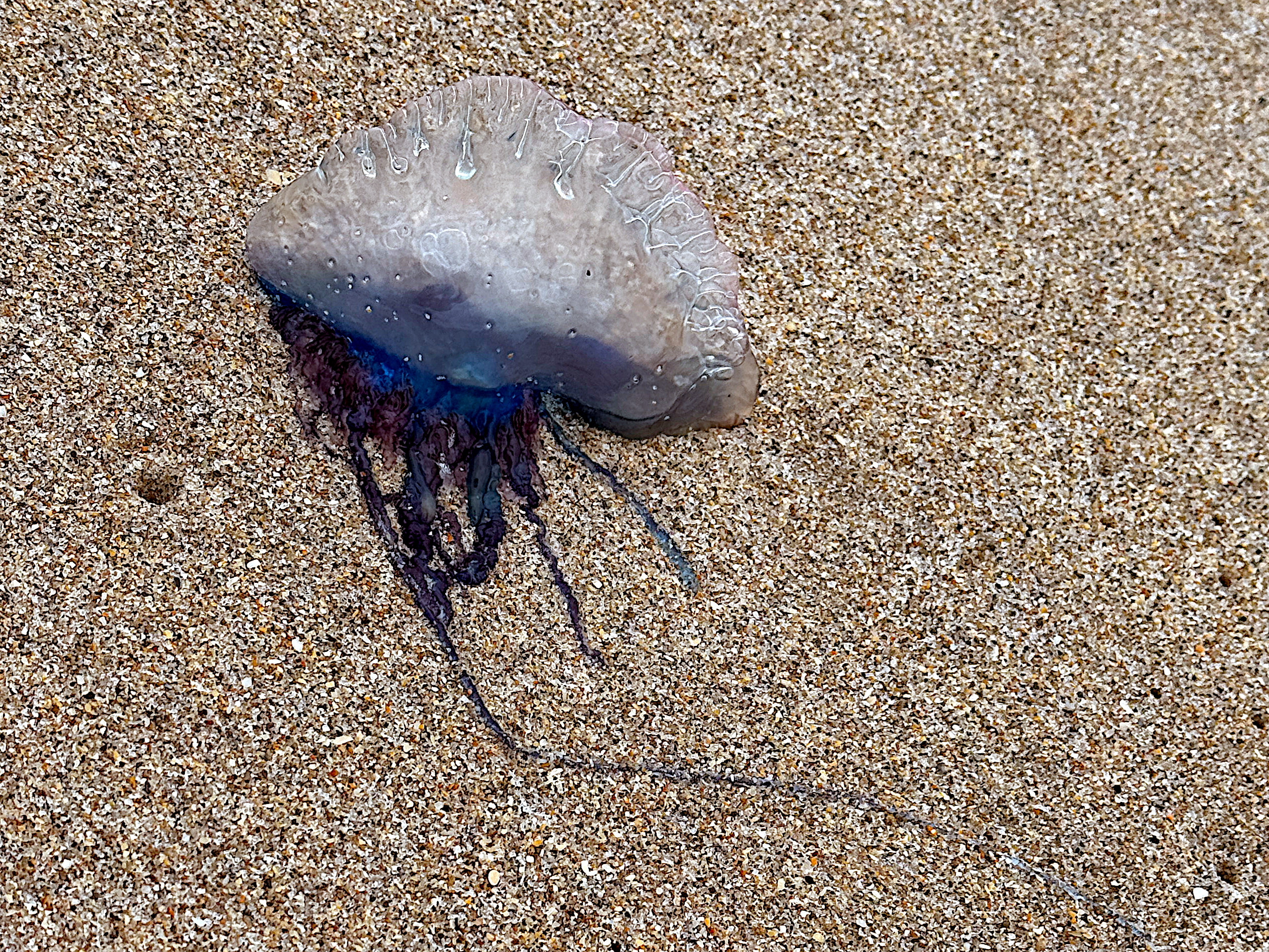 Portuguese Man o' War - Physalia physalis