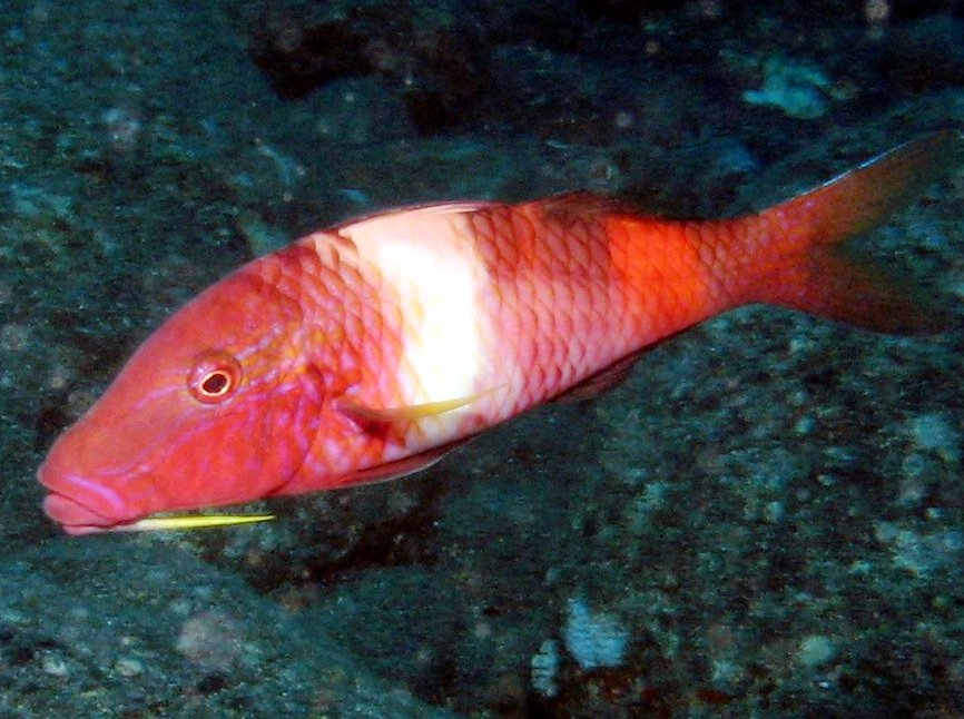 Manybar Goatfish - Parupeneus multifasciatus