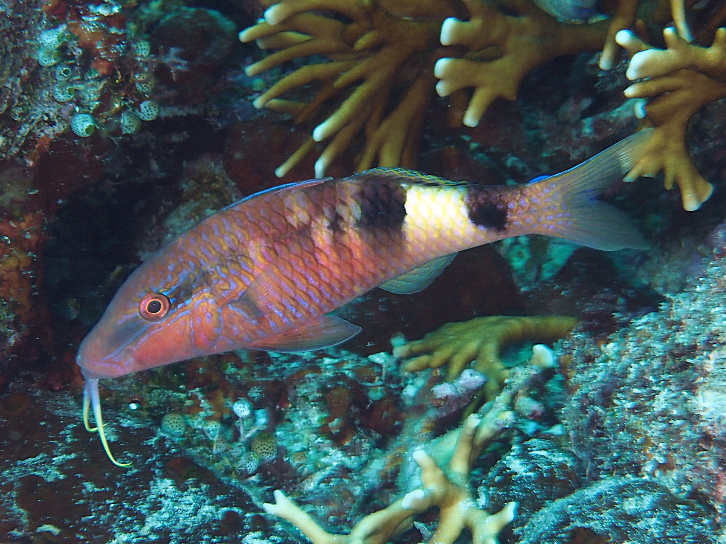 Manybar Goatfish - Parupeneus multifasciatus