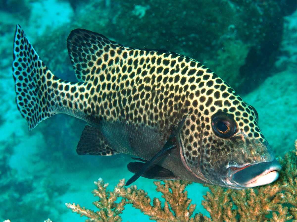 Many-Spotted Sweetlips - Plectorhinchus chaetodonoides