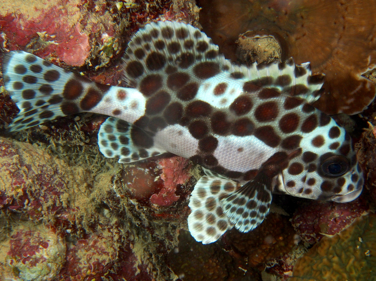 Many-Spotted Sweetlips - Plectorhinchus chaetodonoides